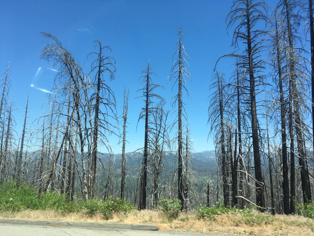 Numerous dead, bare trees stand against a clear blue sky and distant mountains. - Tuolumne Grove of Giant Sequoias to O'Shaughnessy Dam via Hetch Hetchy Road