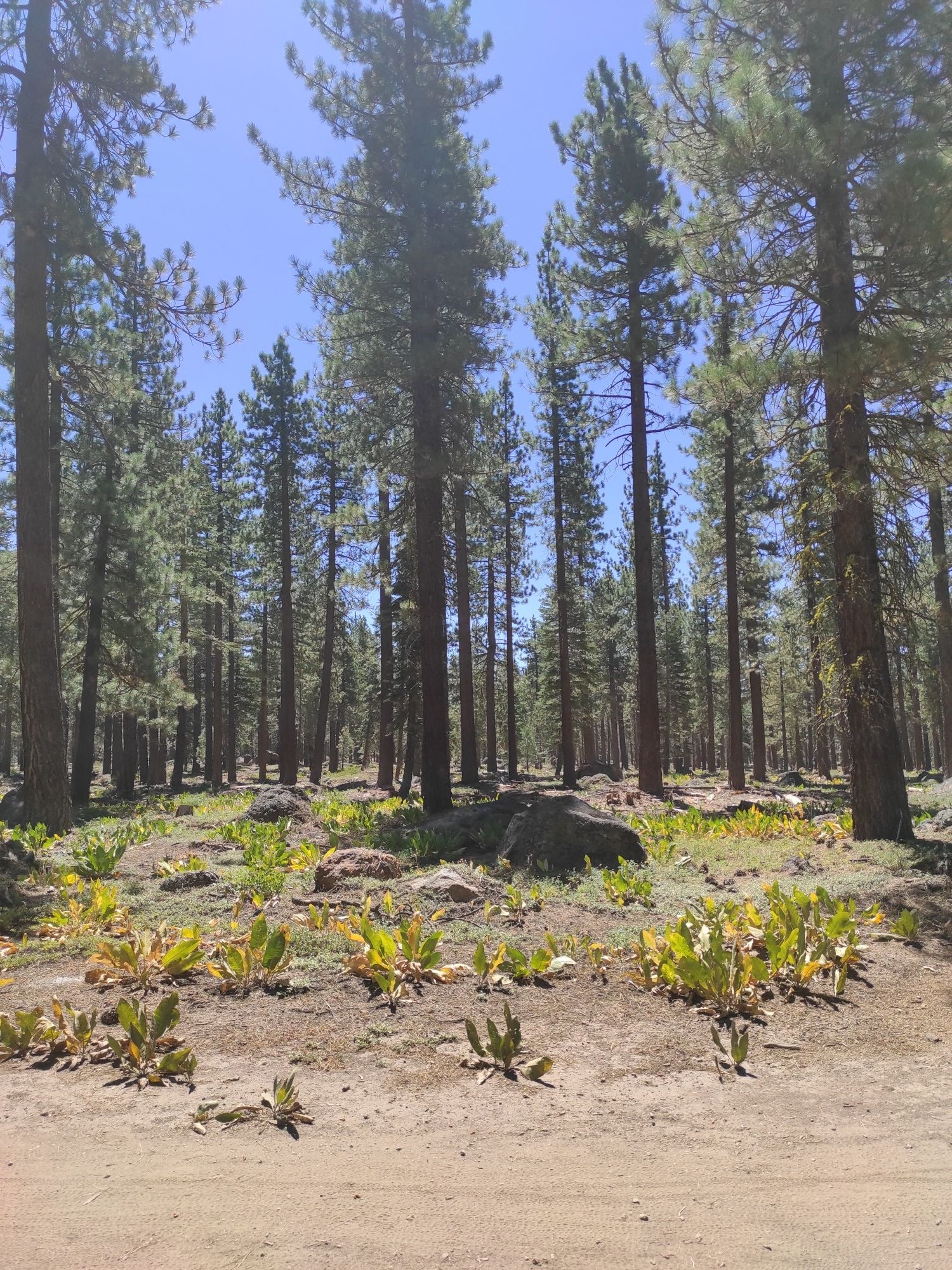 Pine forest with sparse undergrowth and rocks under a clear sky. - Antone Meadows Loop