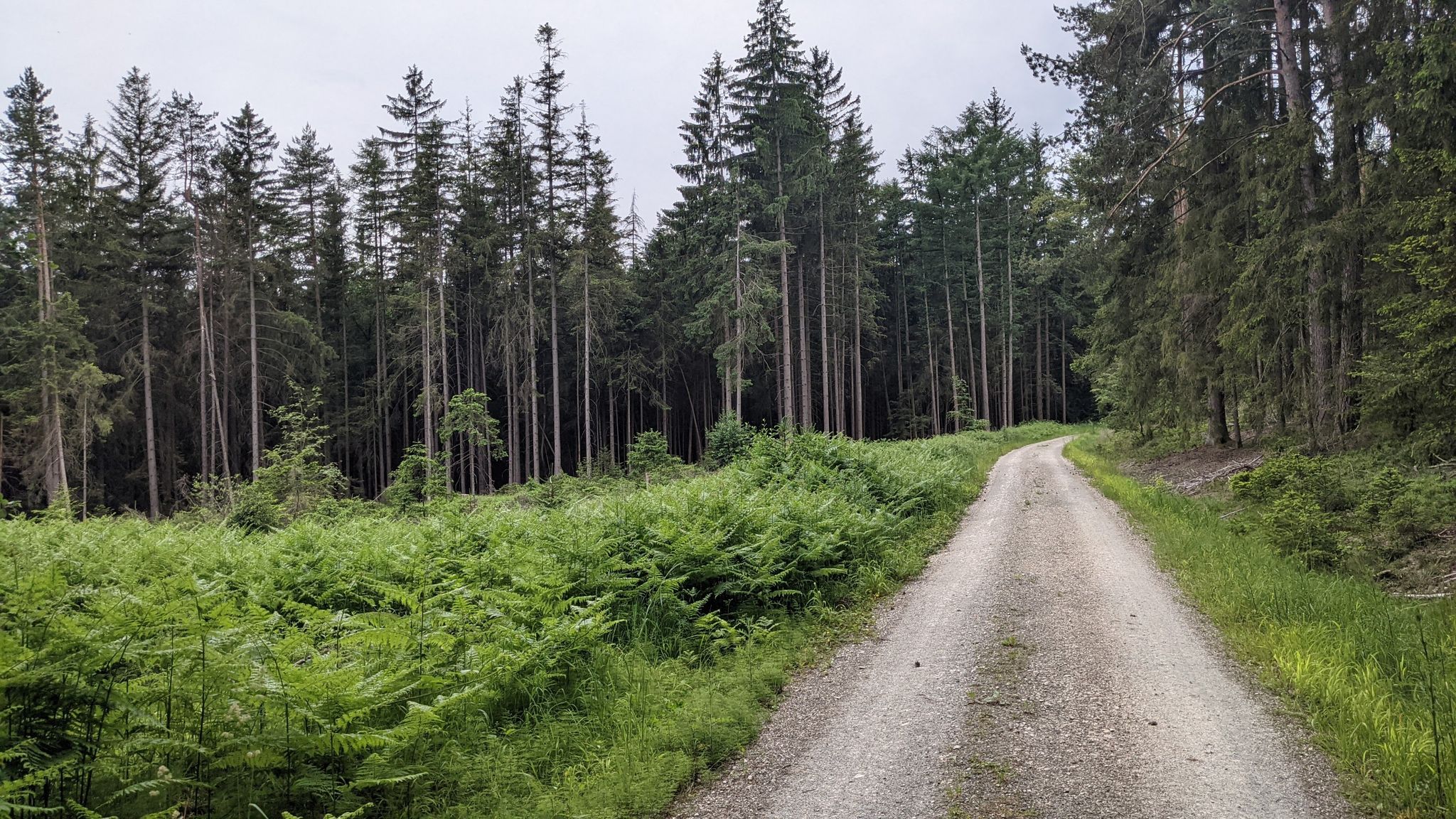 Waldstück unterhalb Muthmannsreuth