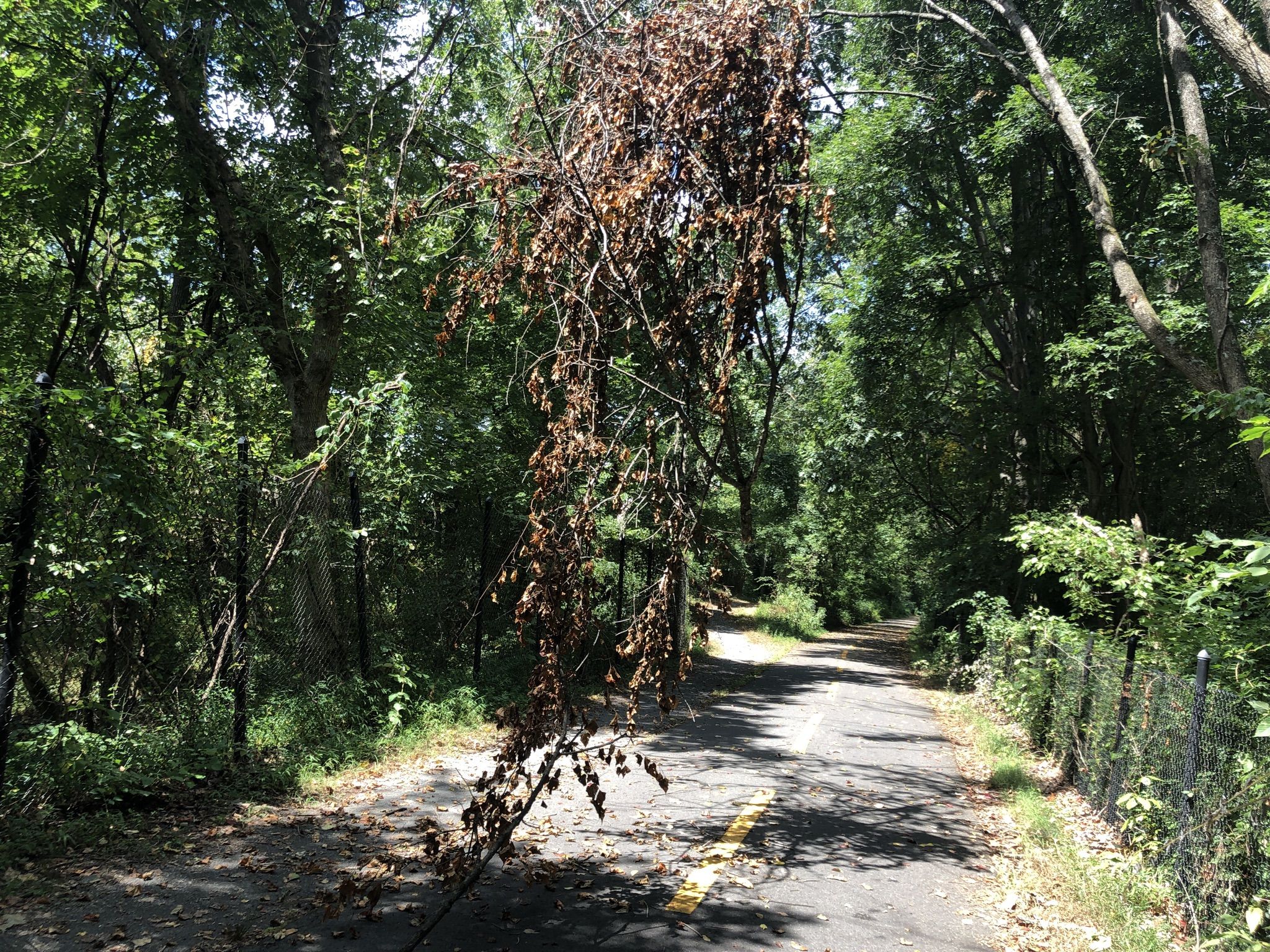 Paved path with yellow lines and a large dead branch hanging overhead. - Goosecup Coffee Shop loop from Loudoun County High School