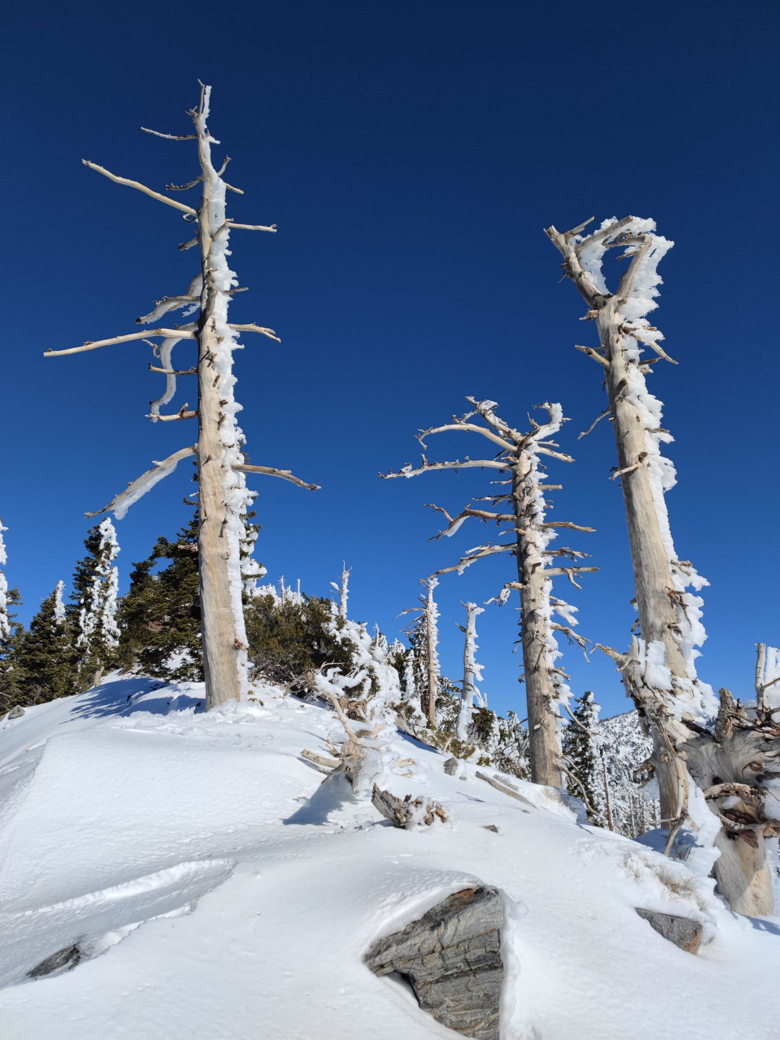 Bright blue sky above snow-covered, ice-encrusted dead trees on a slope. - Mount Islip, Big Cienega, and Windy Gap Loop