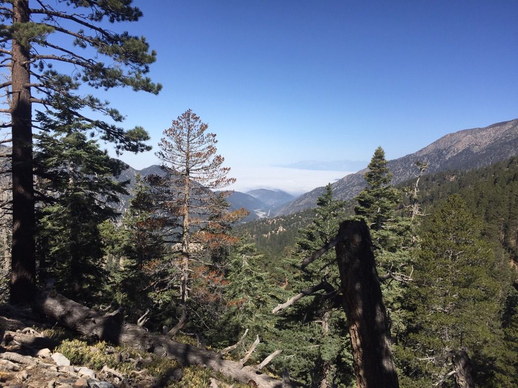 Pine trees overlook a valley filled with fog or low clouds, clear sky. - Momyer Creek and Falls Creek Loop