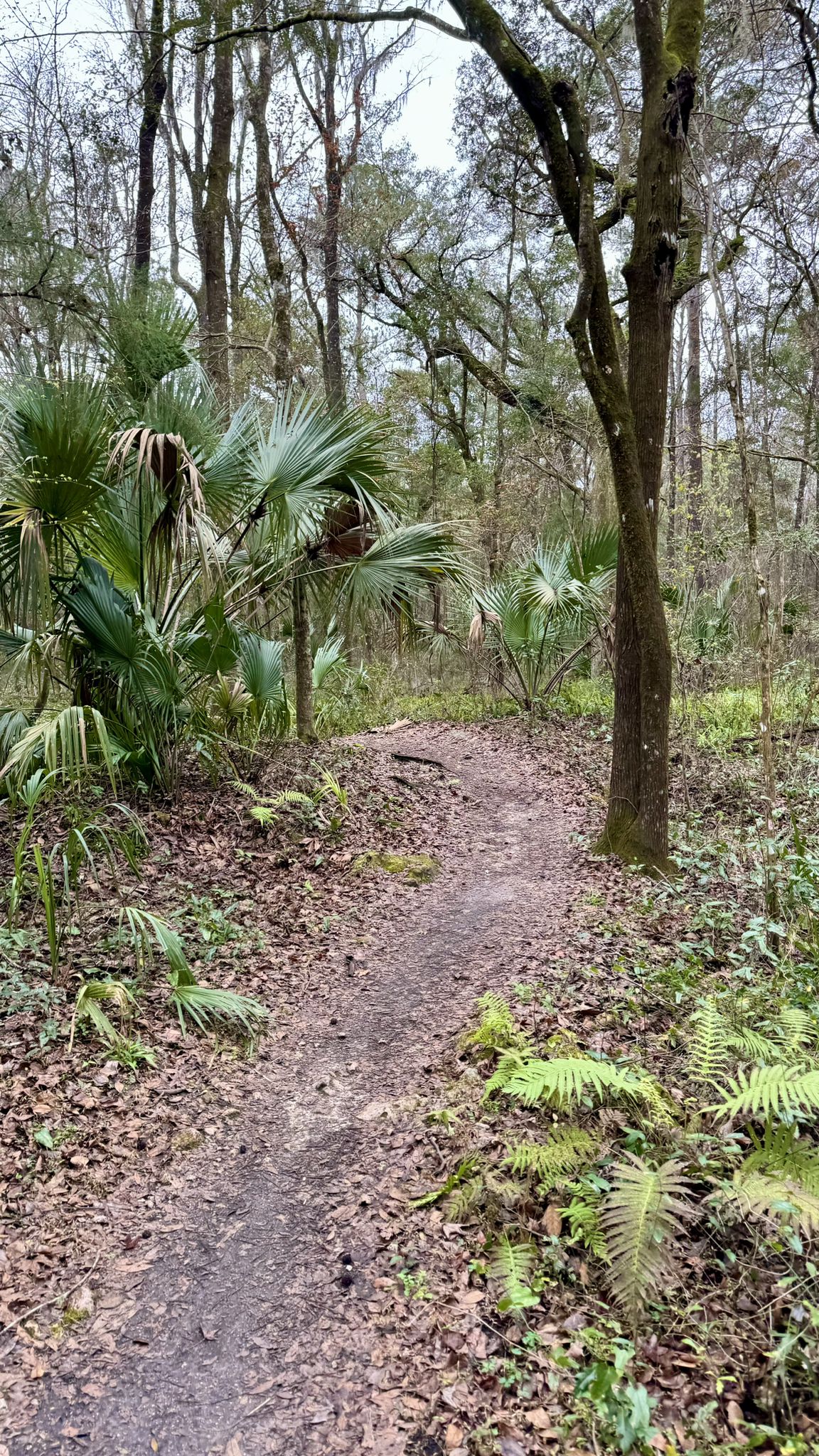 A winding dirt path through a dense, green forest under overcast skies. - Santos Trail – Pine Tree Trail loop from Belleview High School