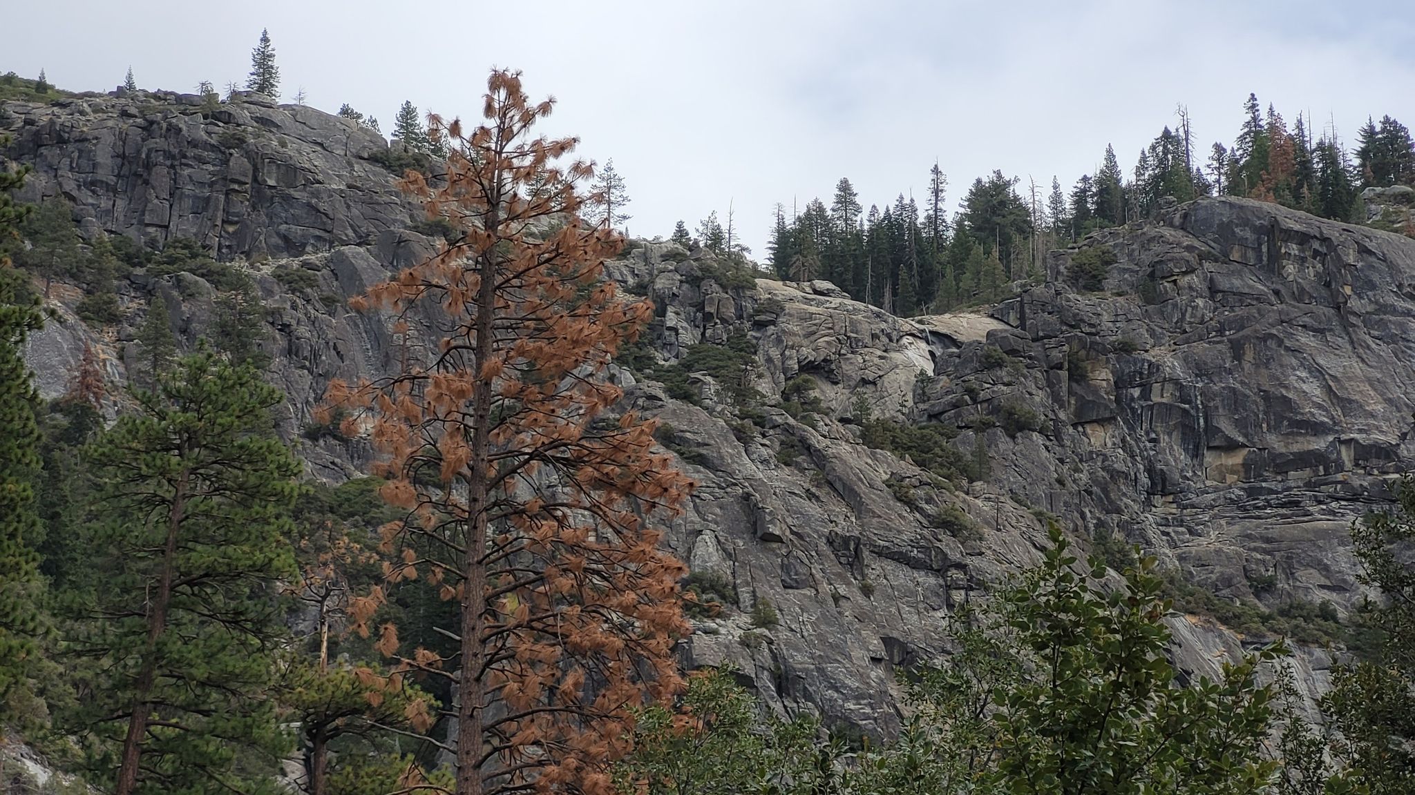 A steep, grey rocky cliff face with scattered evergreen and dead pine trees. - Chilnualna Falls Trail