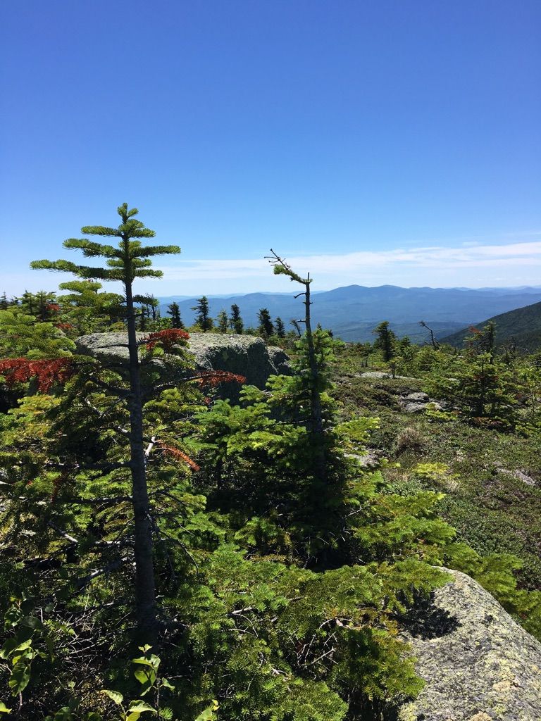 Sparse trees and rocky terrain on a sunny mountain summit with distant peaks. - Appalachian Trail: Saddleback Mountain and The Horn