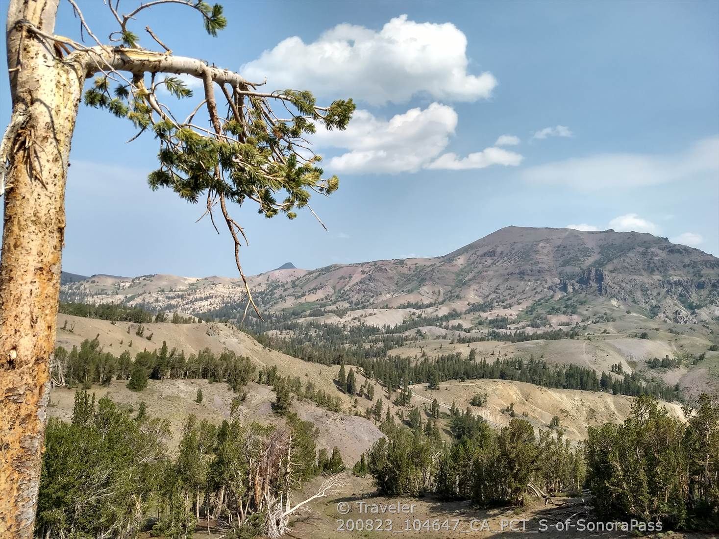 A tree branch frames a sunny mountain landscape with clouds in the sky. - Pacific Crest Trail: Sonora Pass to Latopie Lake