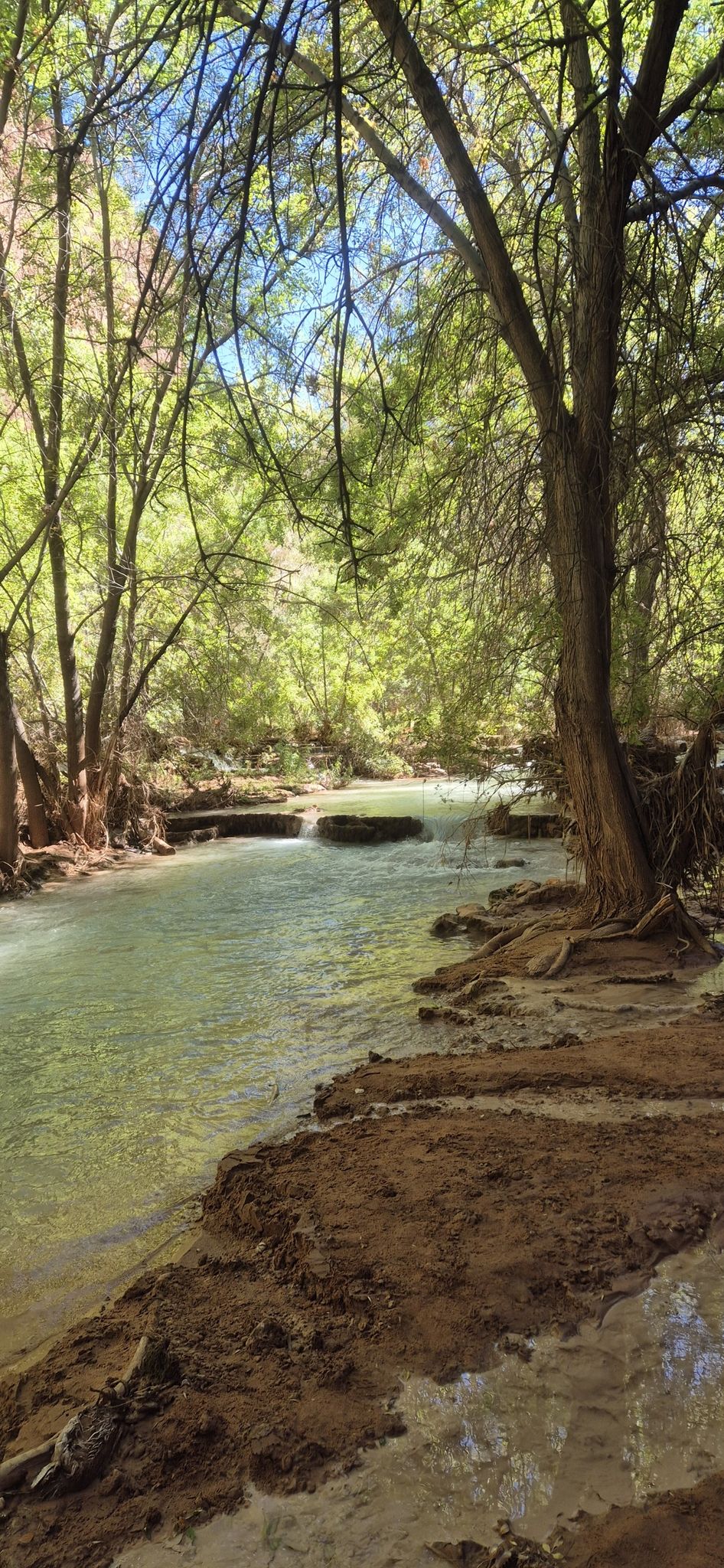 Serene turquoise river flows through a lush green forest, dappled sunlight. - Mooney Falls loop from Havasu Falls