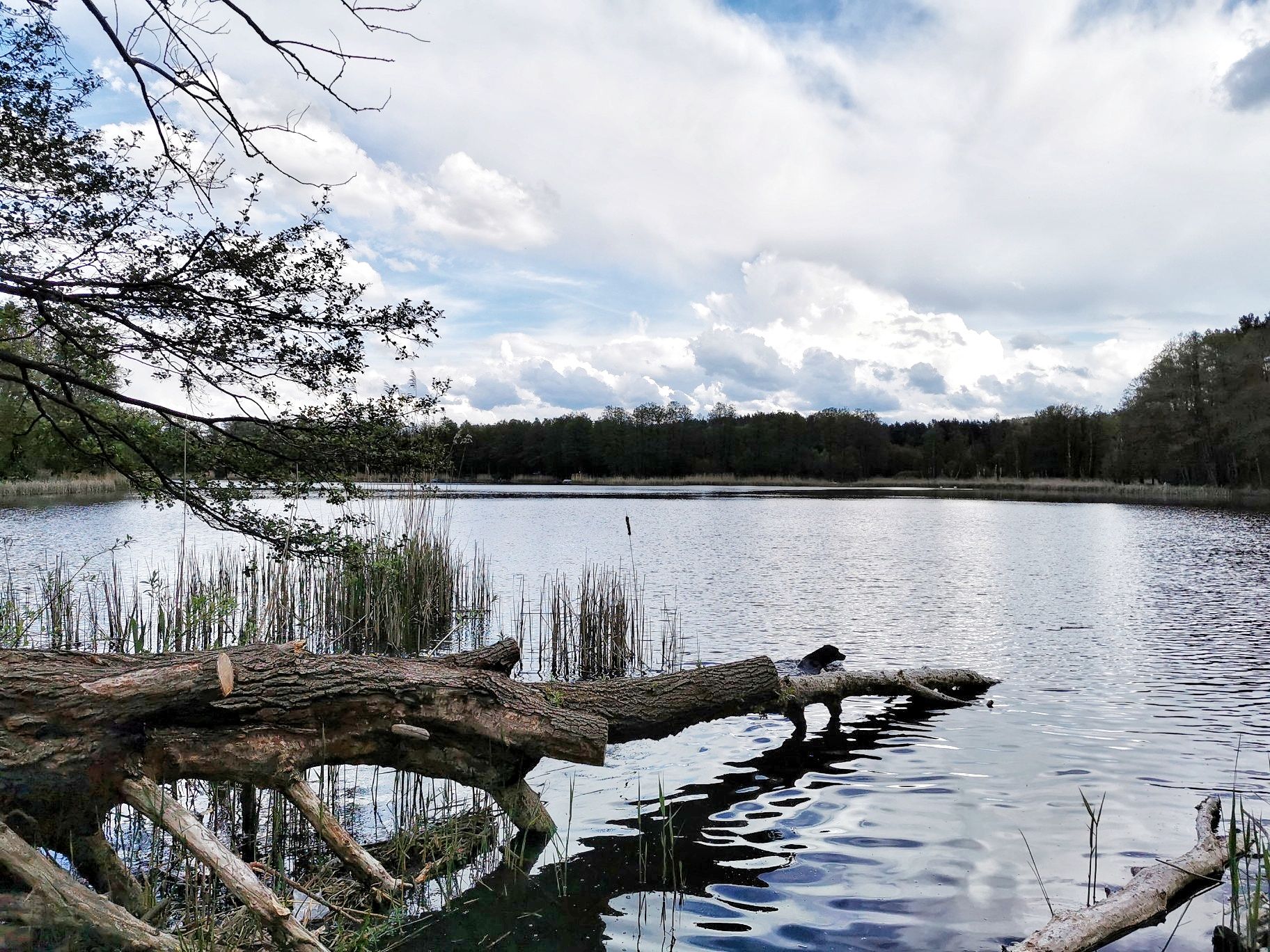 Dewinsee