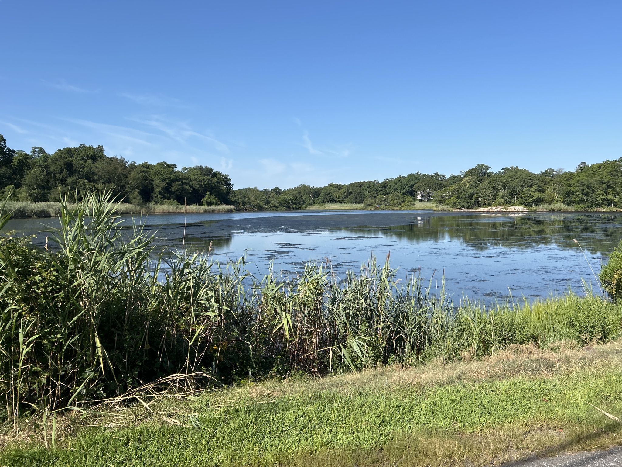 Calm water with reeds and distant trees under a clear blue sky. - Playland Lake – Red Mill at Kirby Tidal Pond loop from Mamaroneck