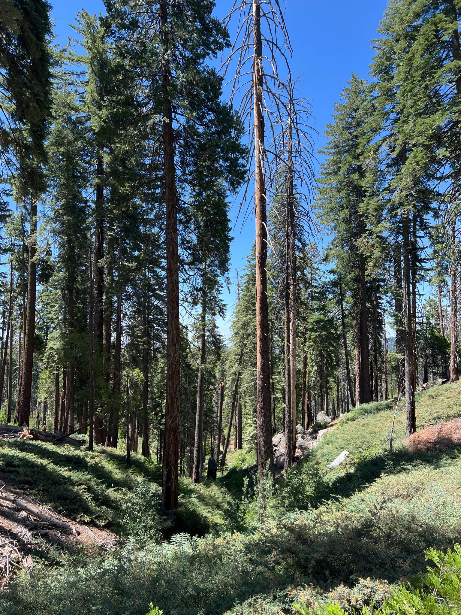 A dense forest of tall, slender trees covers a sunlit, sloping landscape. - Mariposa Cabin Trail