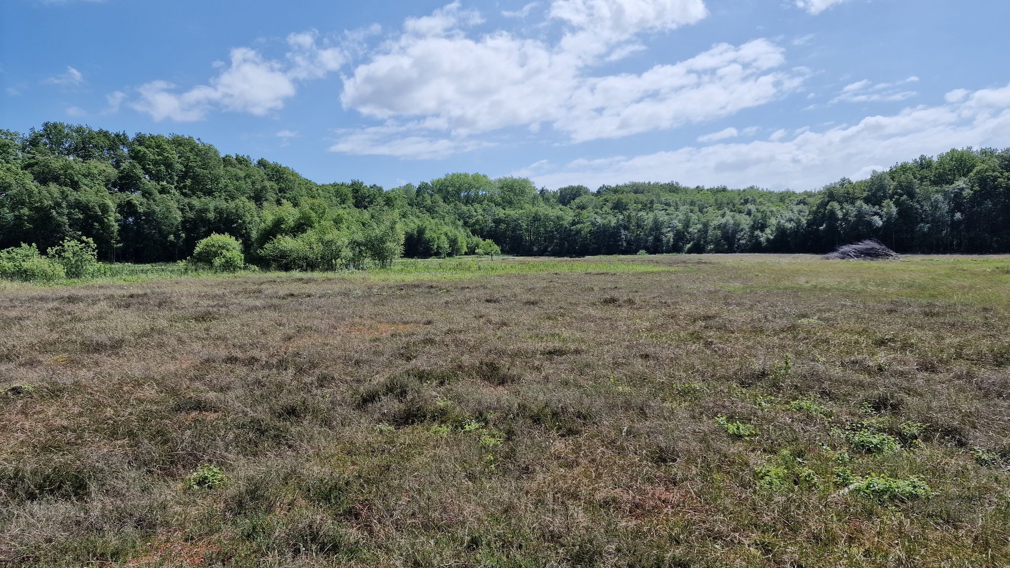 Wildwiese
