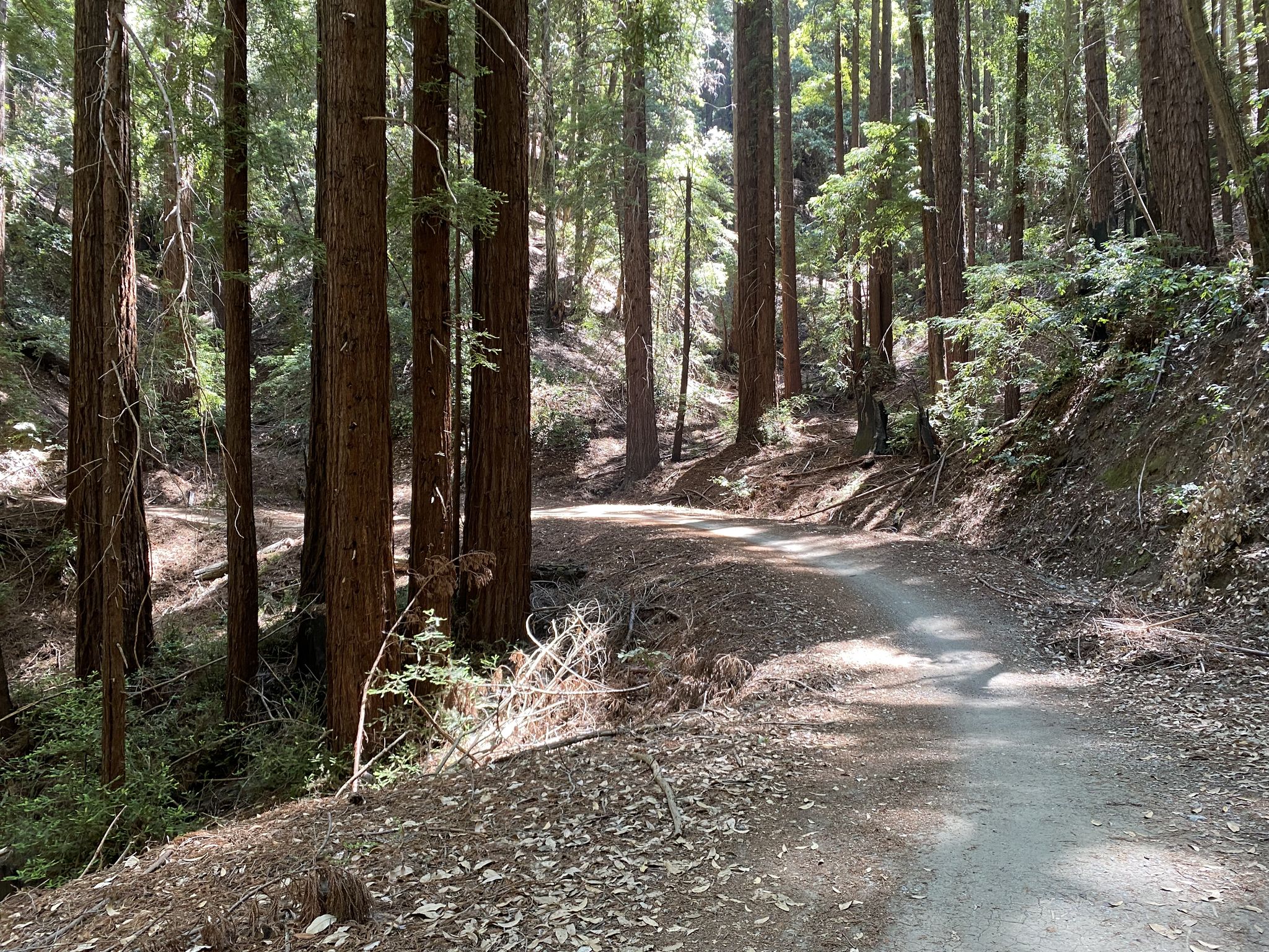 Sunlight illuminates a winding dirt path through a dense forest. - Tillman Grove – Sand Point Overlook loop from Capitola