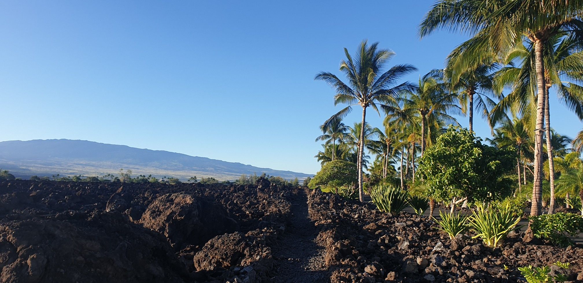 Rugged volcanic rock landscape with tall palm trees and distant mountains under clear sky. - Kiholo-Puako Trail