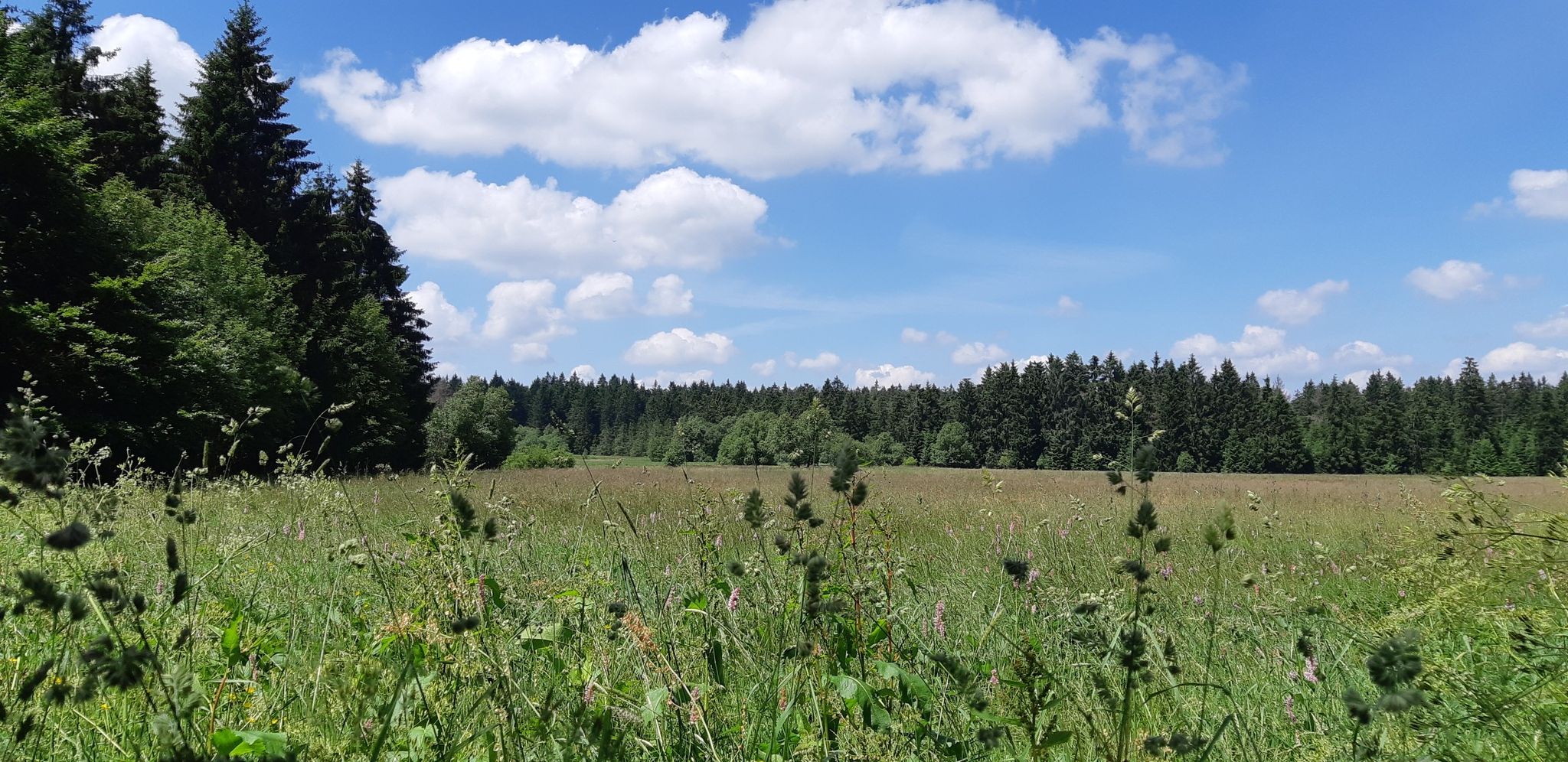 Hochmoor 