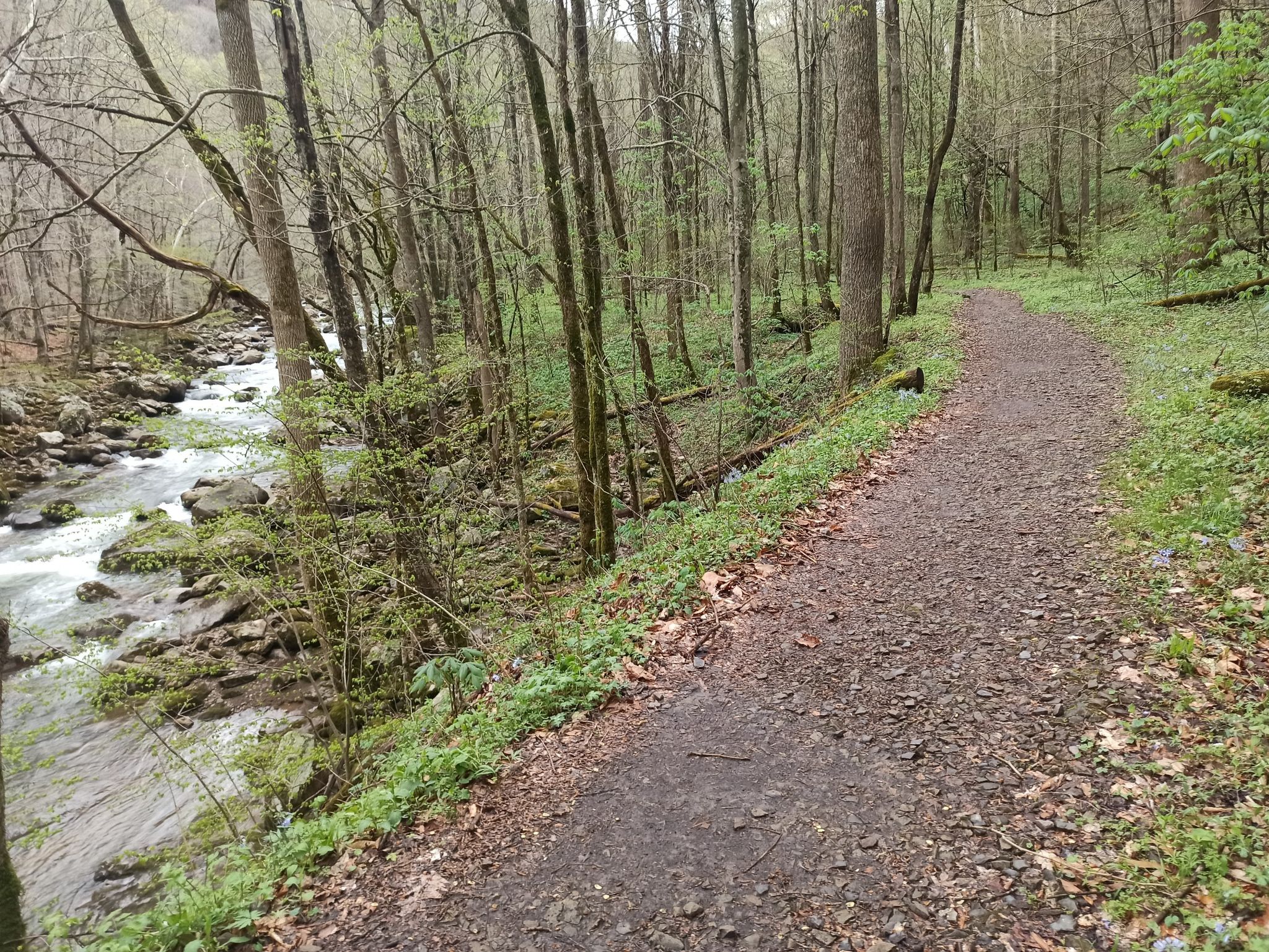 Dirt path winding through a forest next to a rocky river. - Glade Creek Trail – Glade Creek Trail loop from Glade