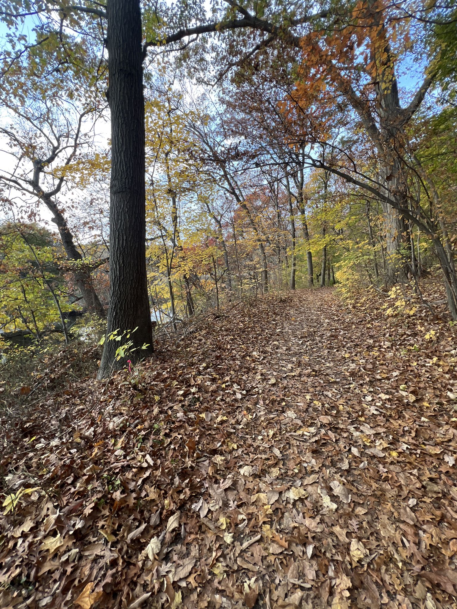A forest path covered in autumn leaves, with tall trees and bright sky. - East Rock Park loop