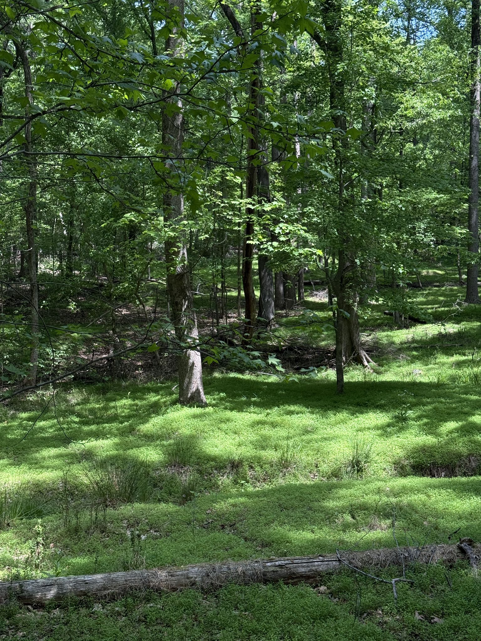 A sunlit forest clearing with vibrant green grass and tall trees. - Prairie View – Lake Haigler loop from Baxter Village