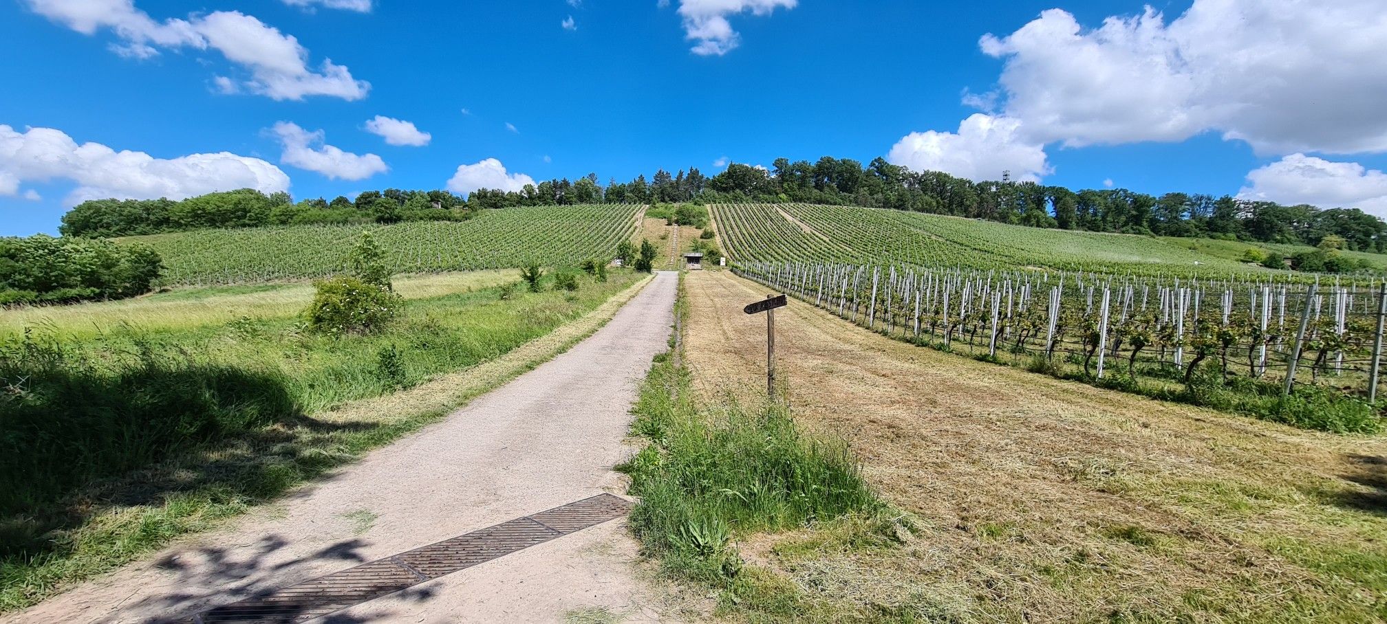 Aufstieg durch die Weinberge am Eichelberg