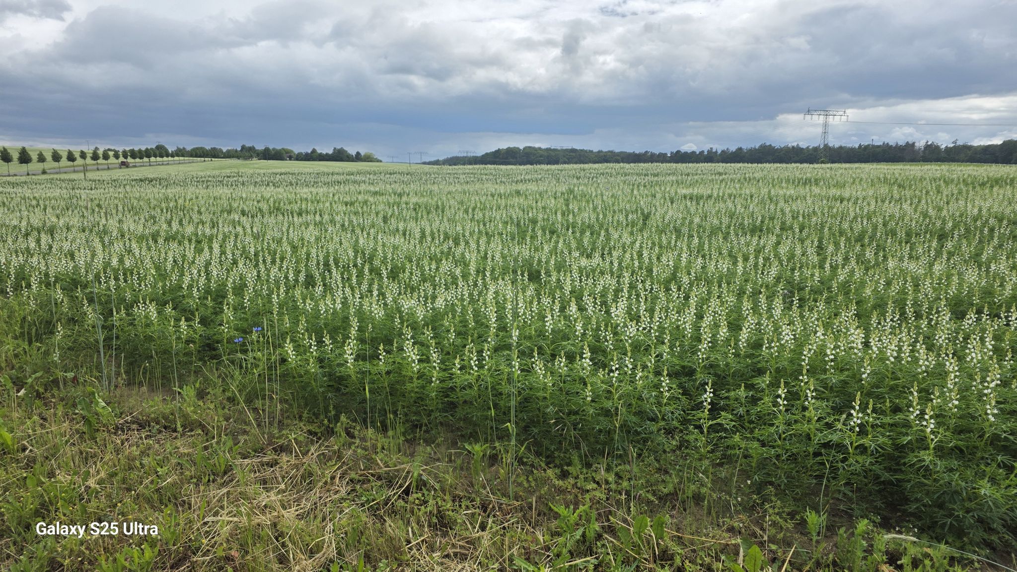 Feld am Radweg