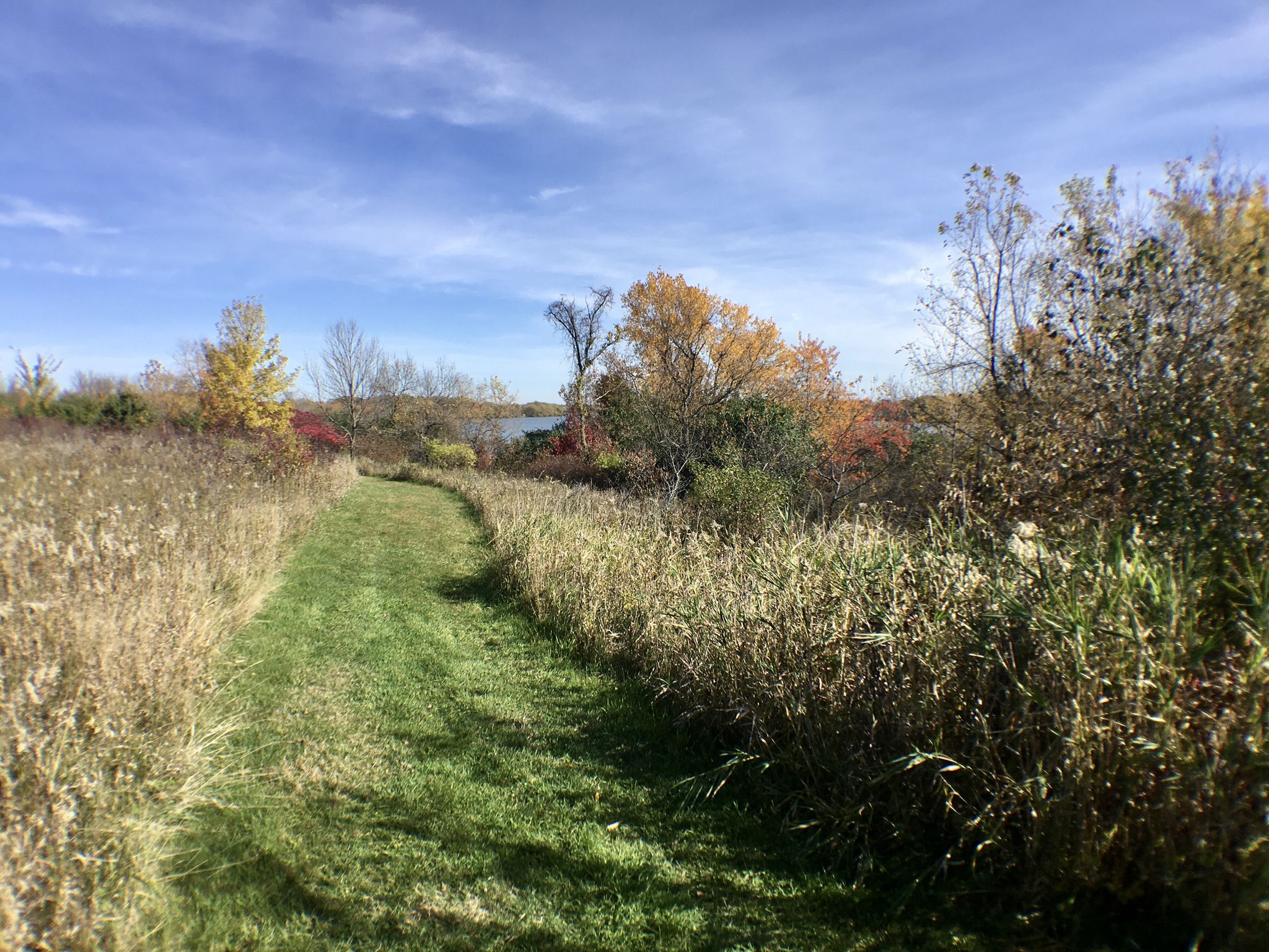 Grassy path through tall reeds, leading to distant water and autumn trees. - Myre Big Island State Park Loop