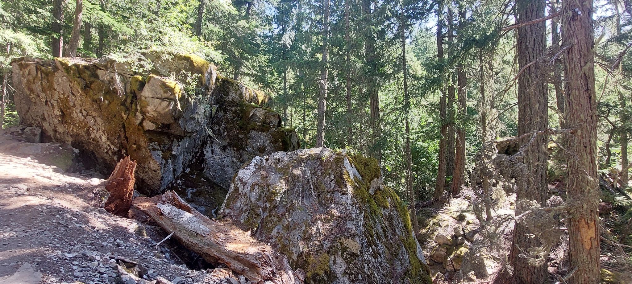 Large moss-covered boulders on a sun-dappled forest floor with tall trees. - Ross Dam Trail