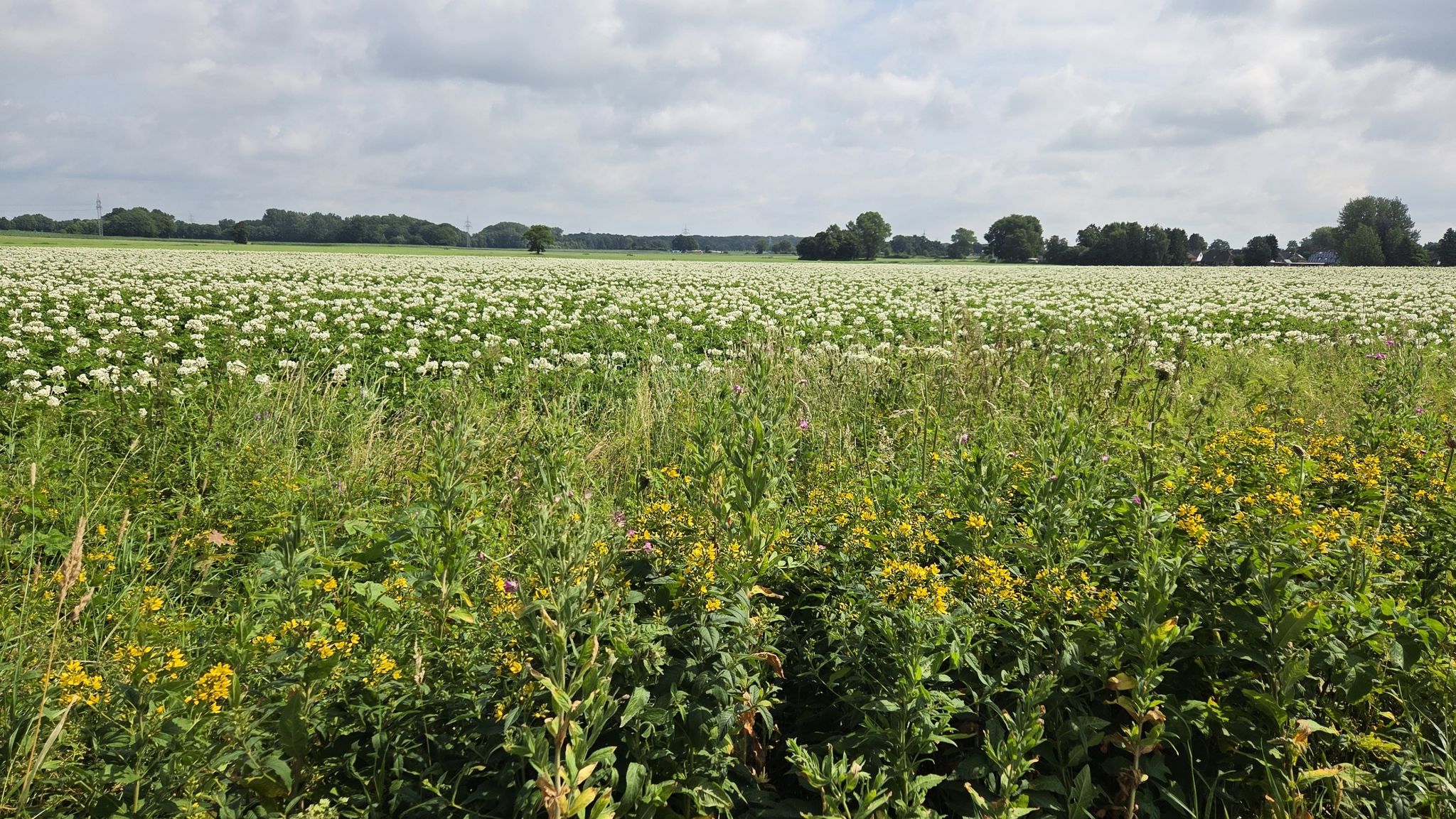 Kartoffelfelder, soweit das Auge reicht