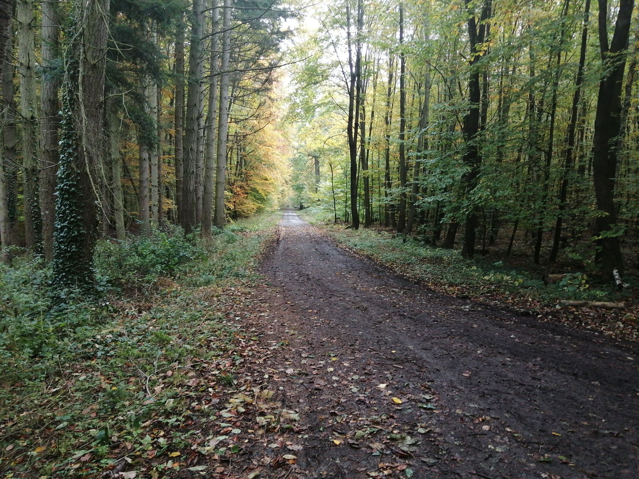 I Wald links