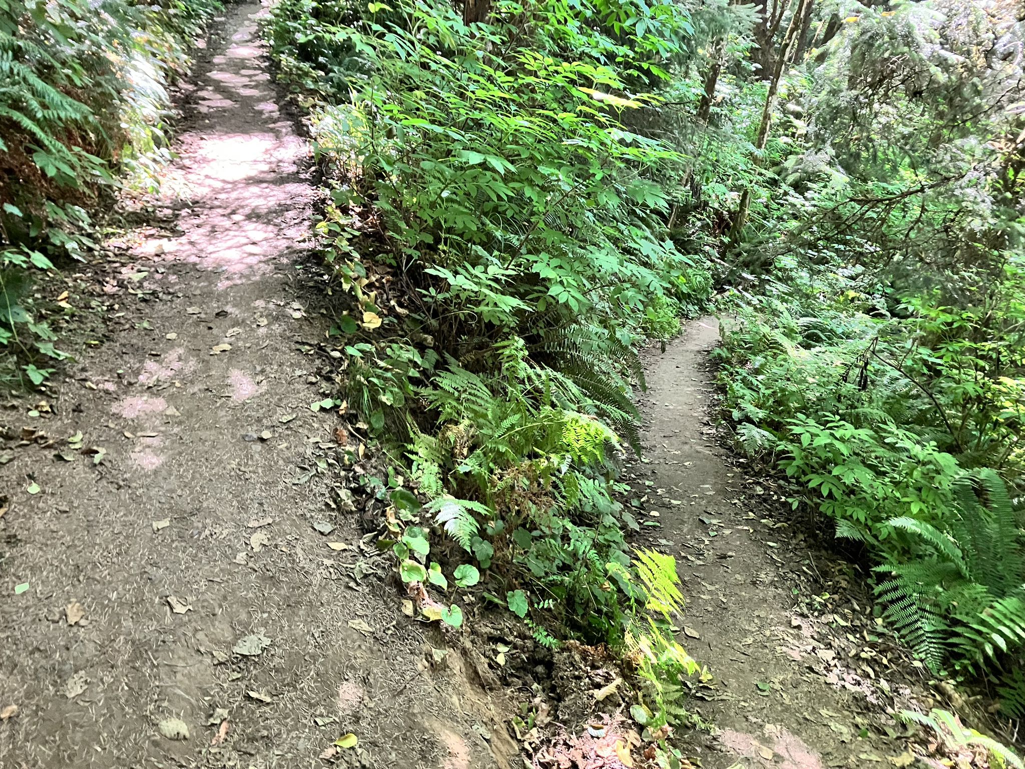 A dirt trail forks in a lush, green, sun-dappled forest. - Crescent Beach Trail
