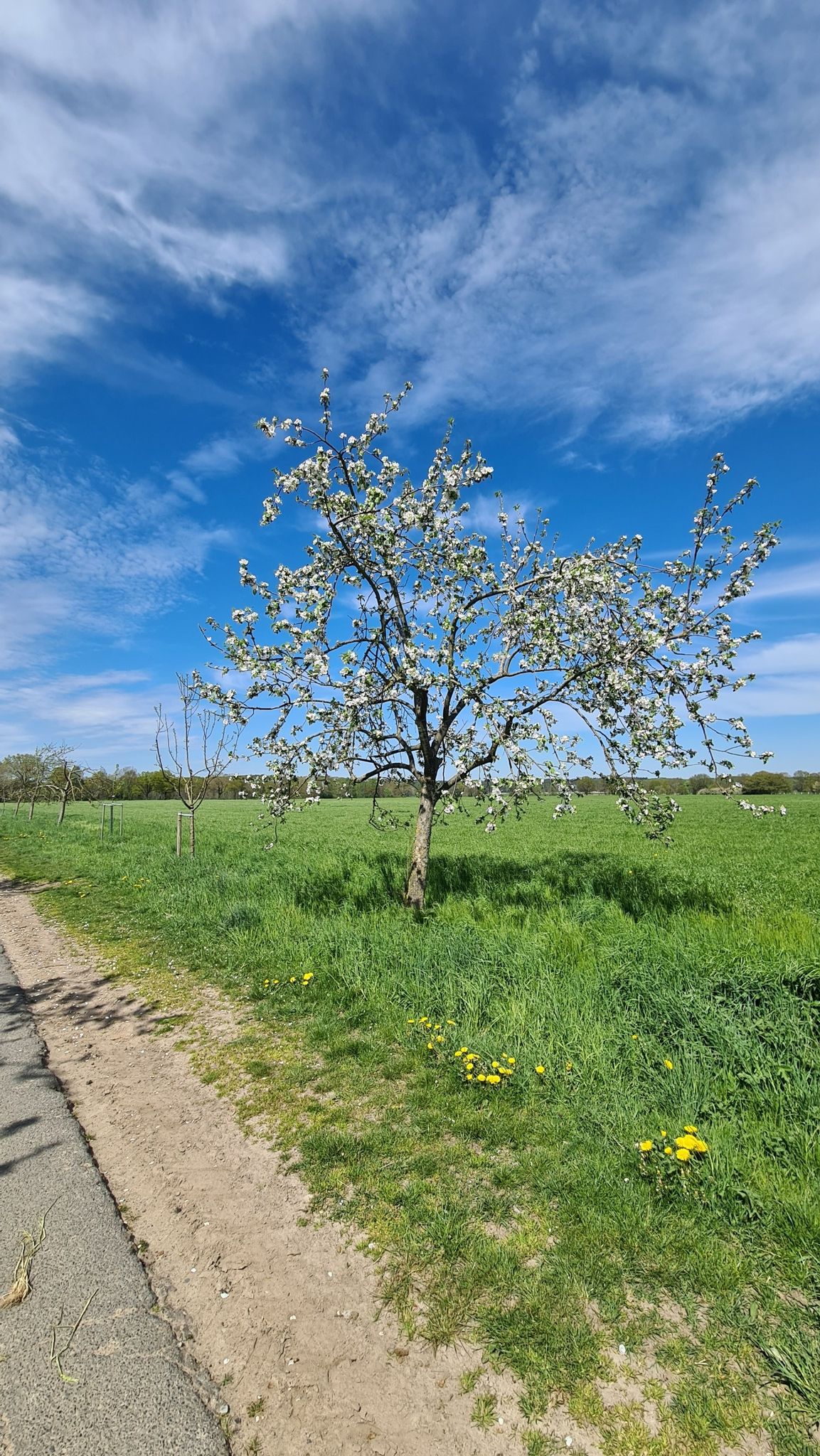 Apfellblüte
