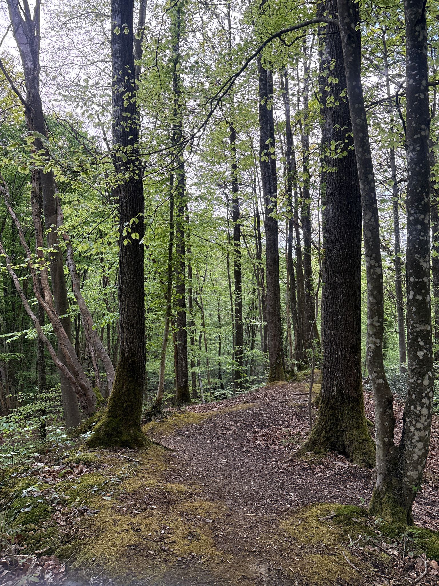 "Parc Naturel Regional de la Montagne de Reims"