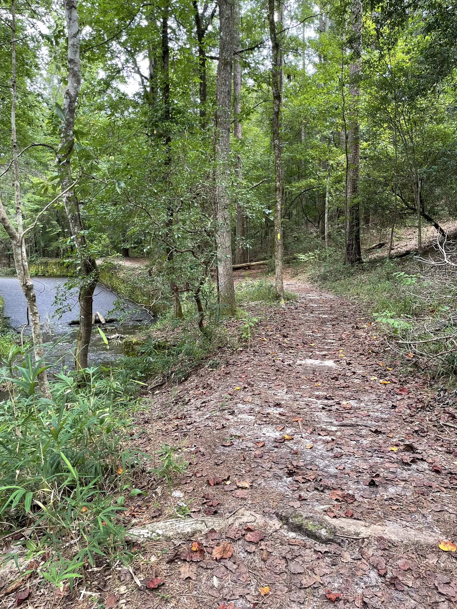 A dirt path winds through a green forest next to a flowing stream. - Knot Trail