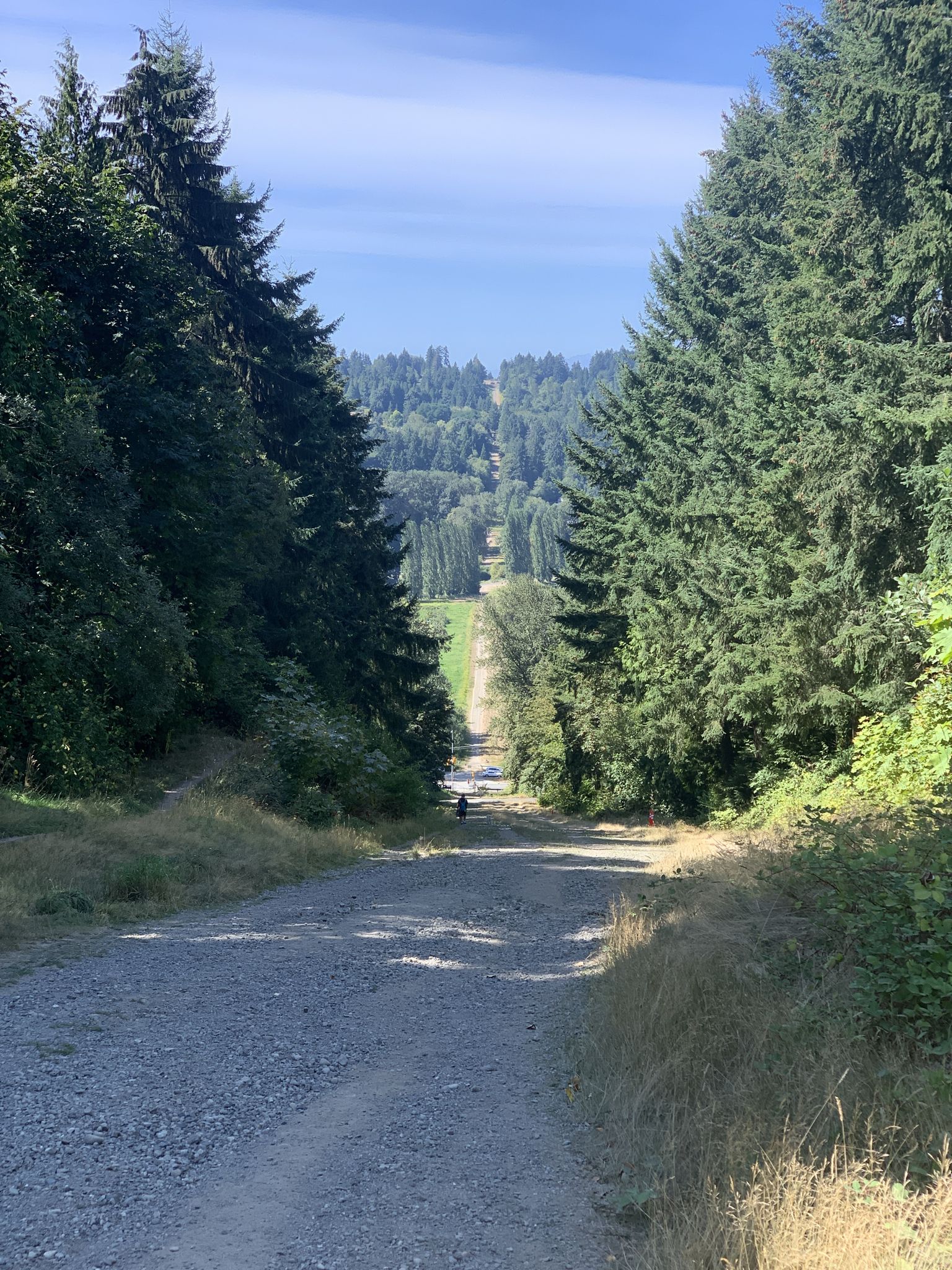 Steep gravel path descending through tall evergreen trees into a green valley. - Tolt Pipeline Trail loop from Upper Bear Creek Natural Area