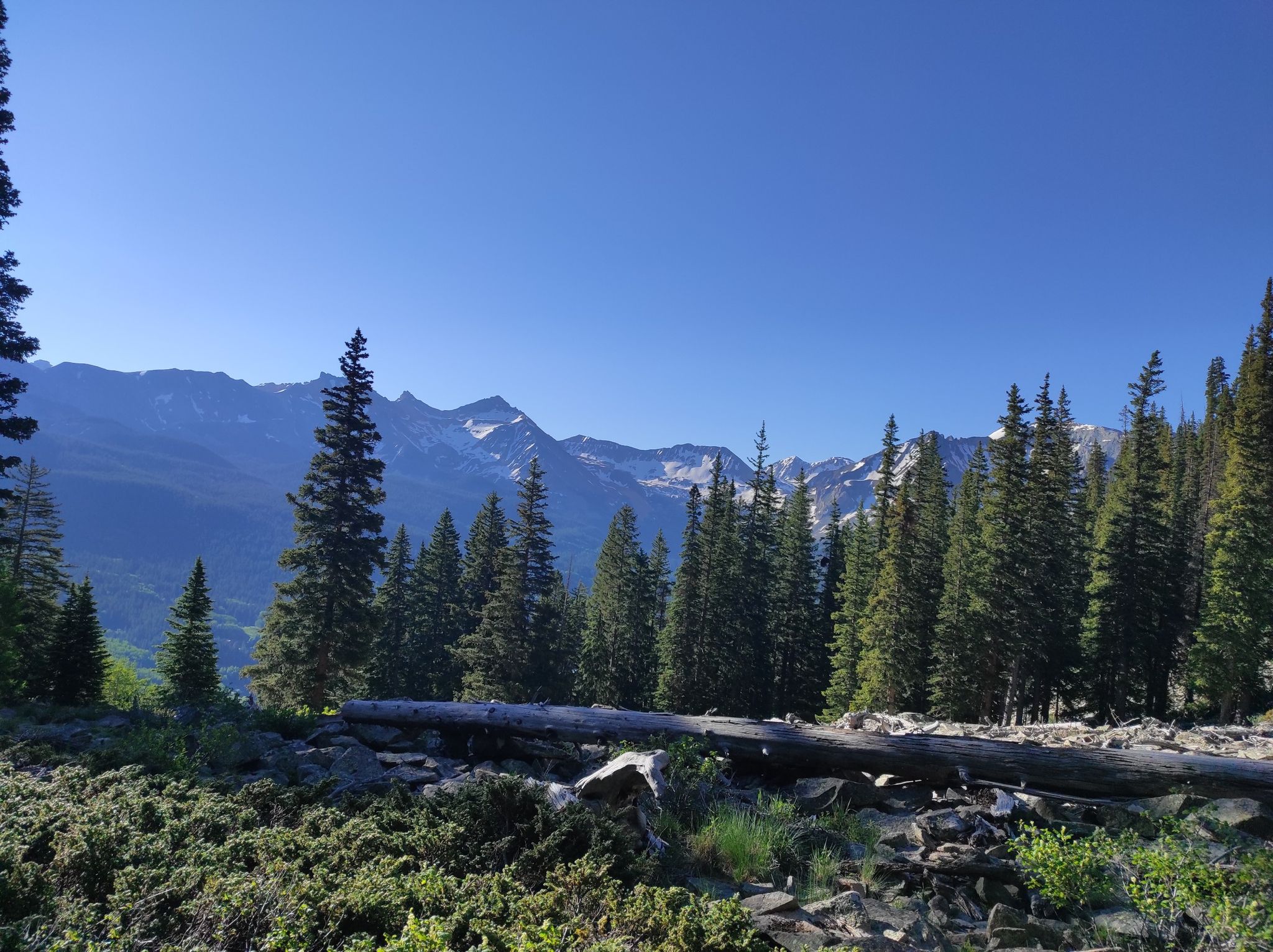 Bright sunny day over a forest with a fallen log and distant snow-capped mountains. - Wilson Meadows Trail