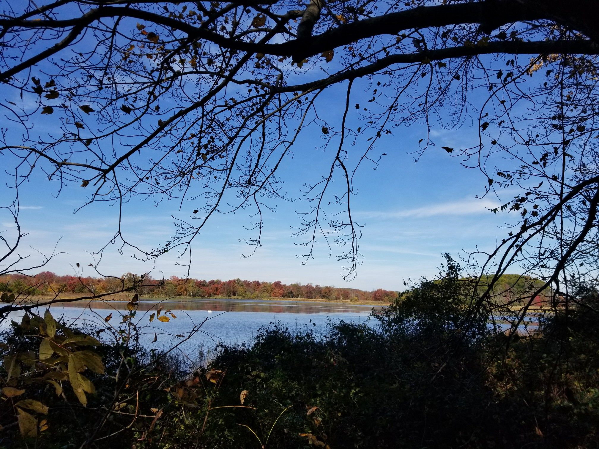 Bright daylight view of a lake framed by bare tree branches. - Whites Pond – Warbasse Junction loop from Lafayette Township