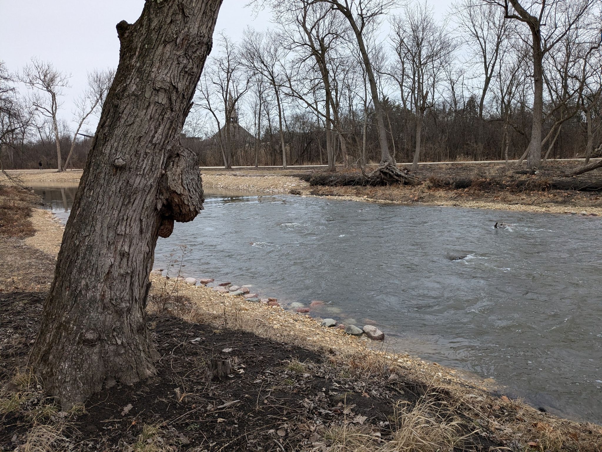 A large tree trunk next to a flowing river with bare trees in winter. - North Island loop from Oak Brook