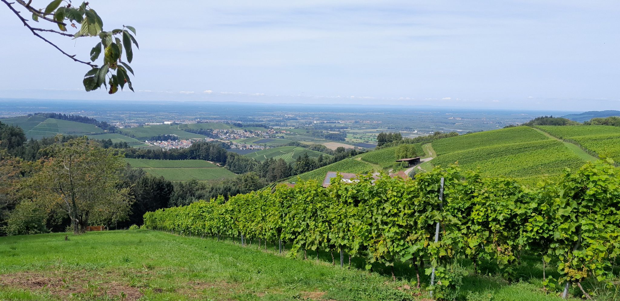 Blick in die Rheinebene
