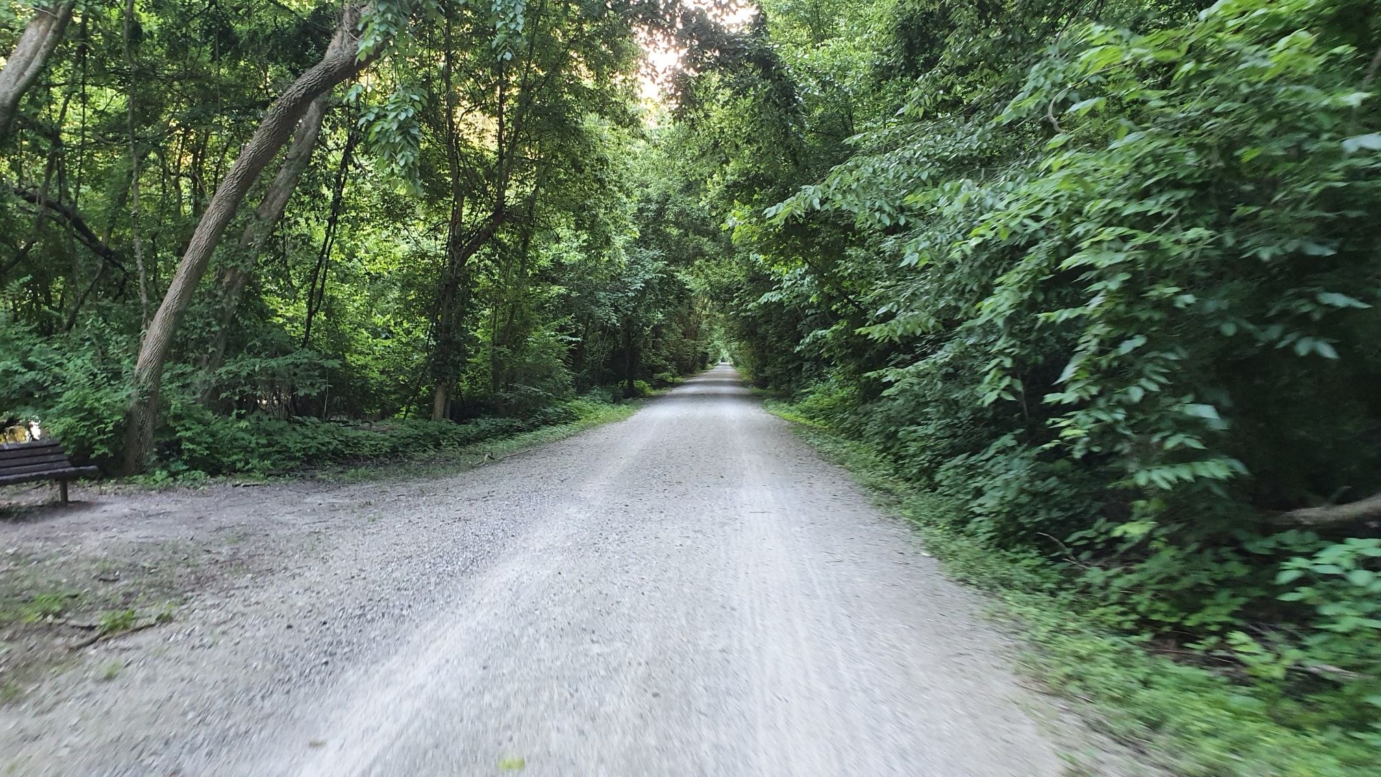 A wide gravel path extends through a tunnel of lush green trees. - Katy Trail and Weldon Spring Loop