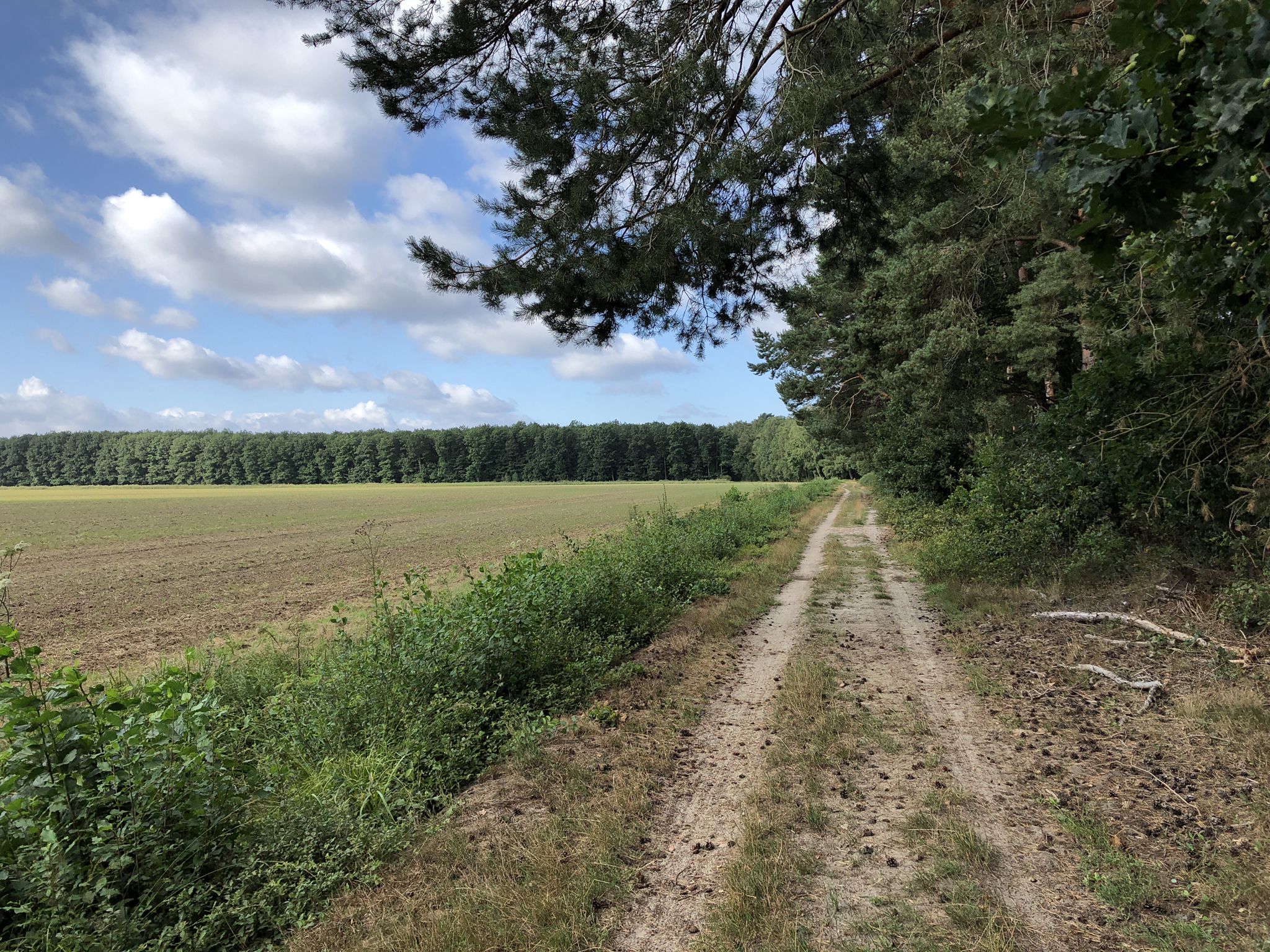 Zwischen Ohlenbostel und Lönswinkel (Resse)