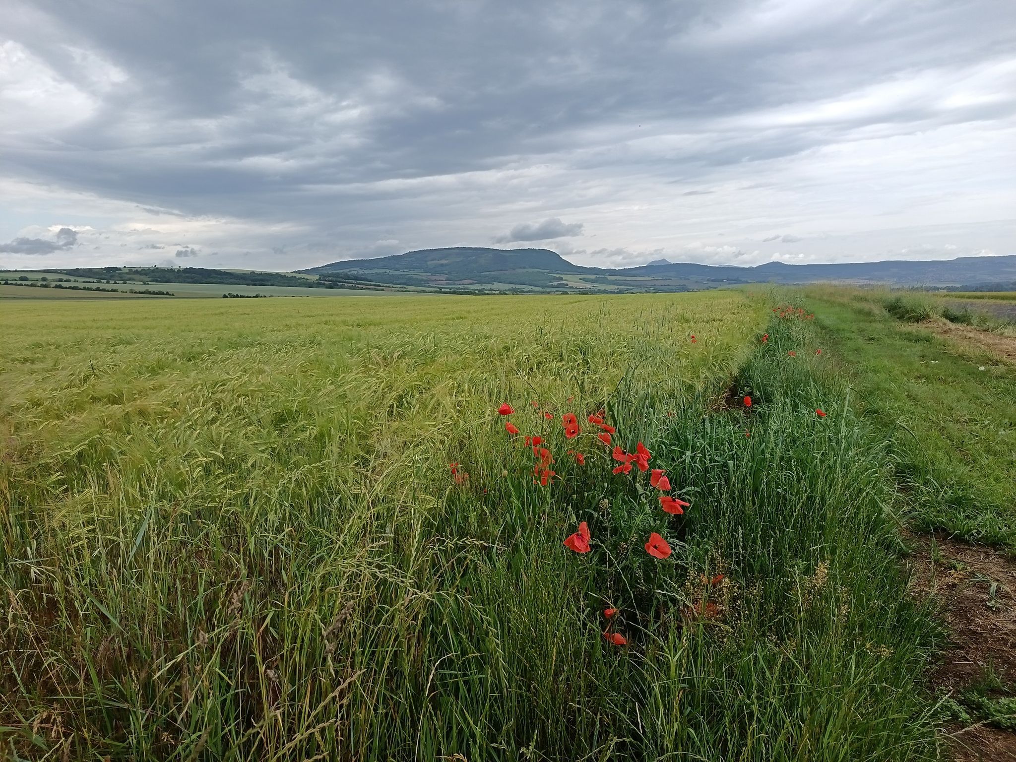 champ de blé au fond le puy de Sancy