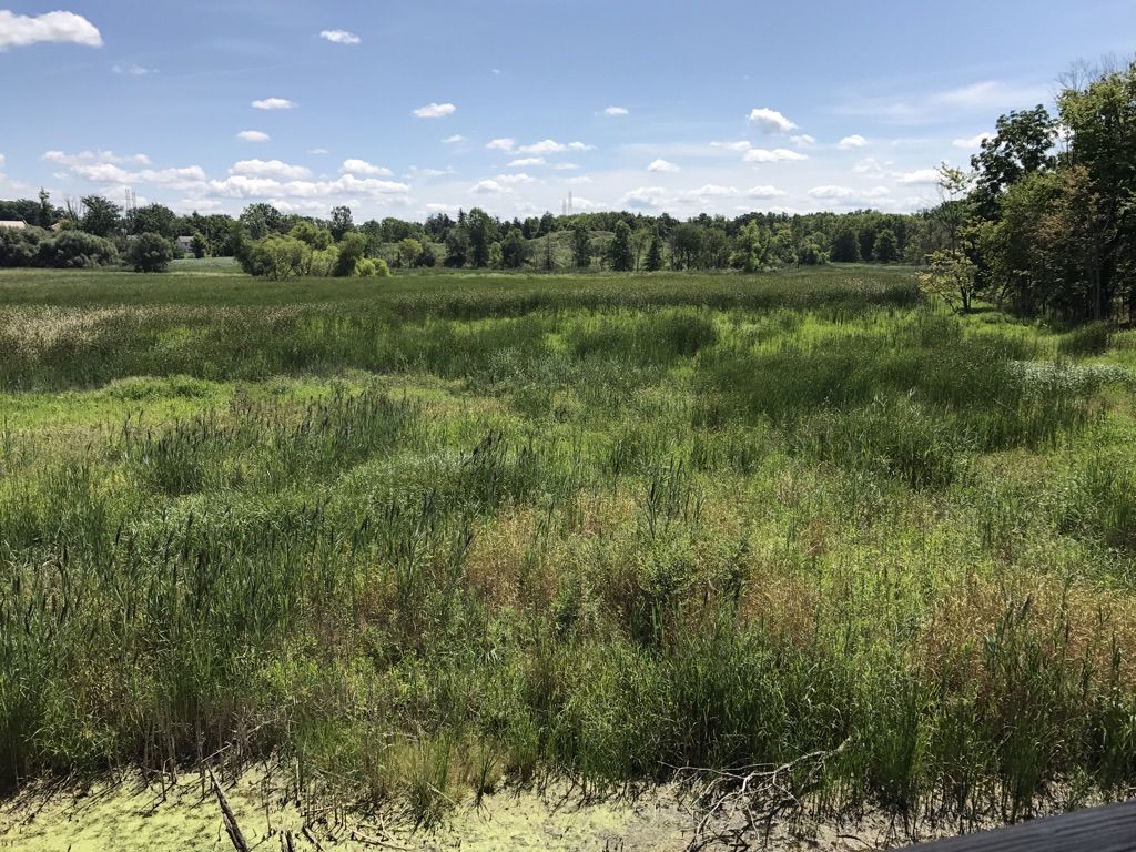 Expansive green marshland under a bright blue sky with scattered clouds. - Lake to Lake Trail