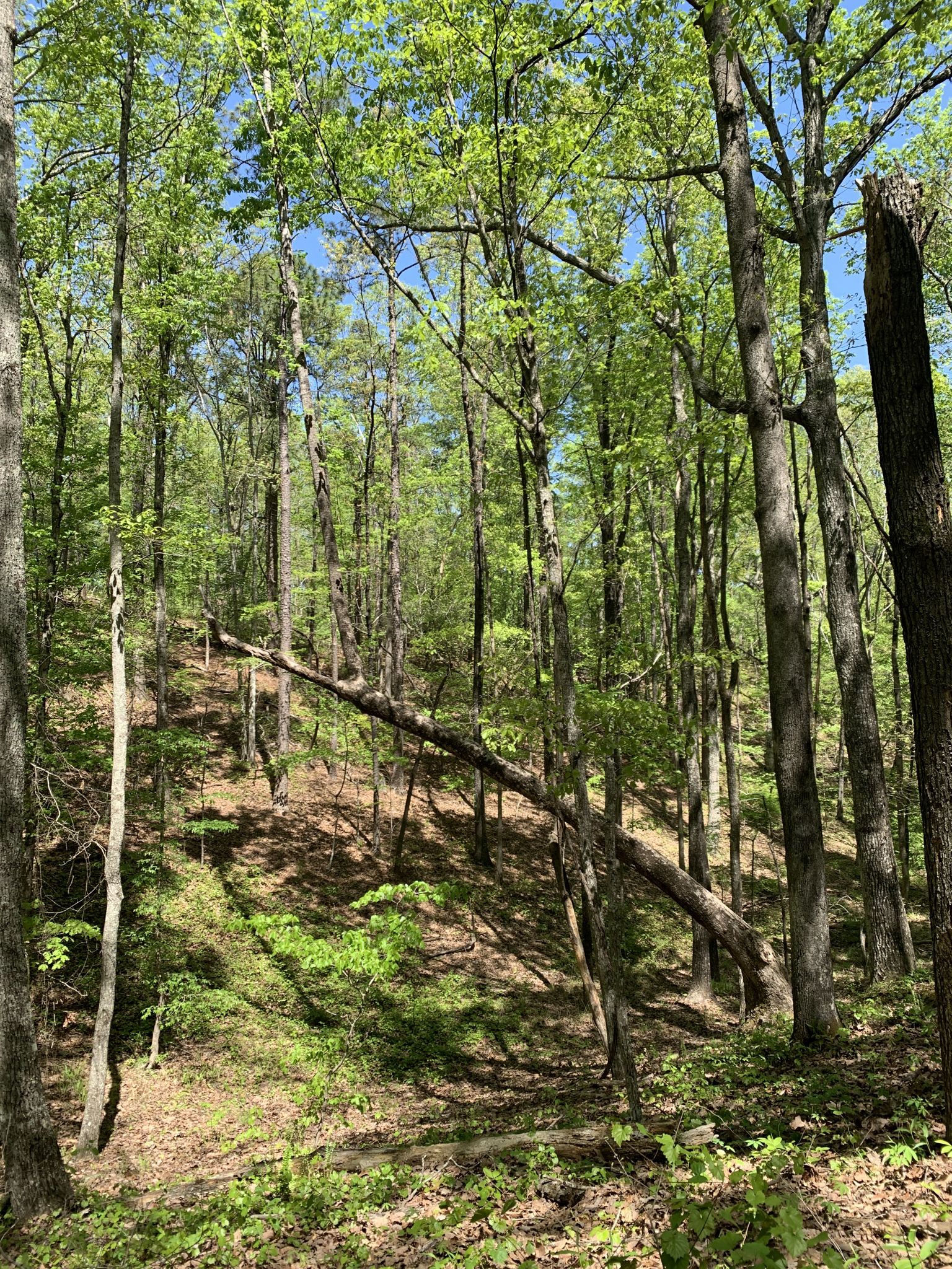 Fallen tree across a sunlit forest floor with new green growth. - Johnson Mountain Trail loop from South Trailhead