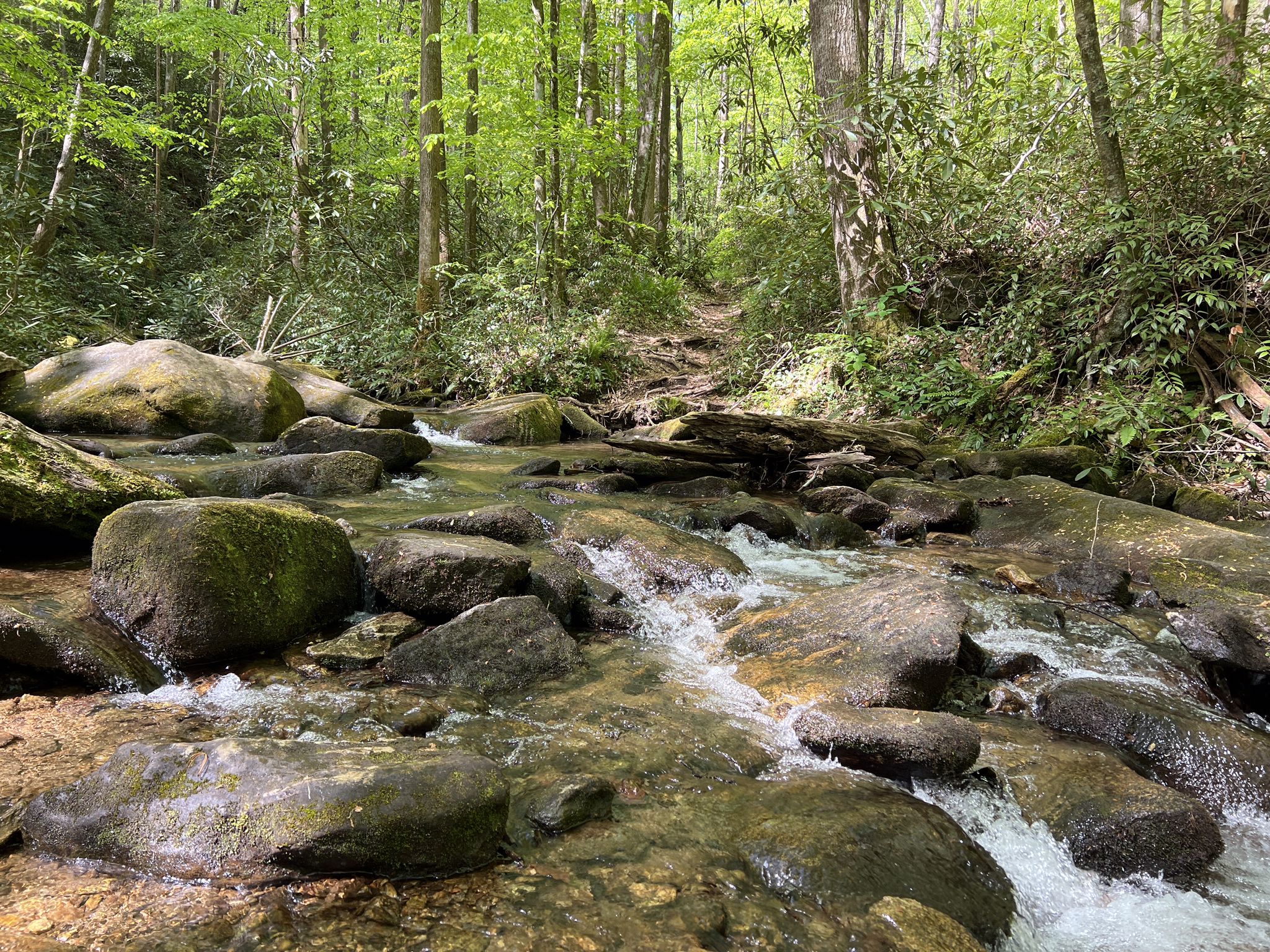 Lush green forest with a rocky stream flowing under dappled sunlight. - Jones Gap Loop Trail