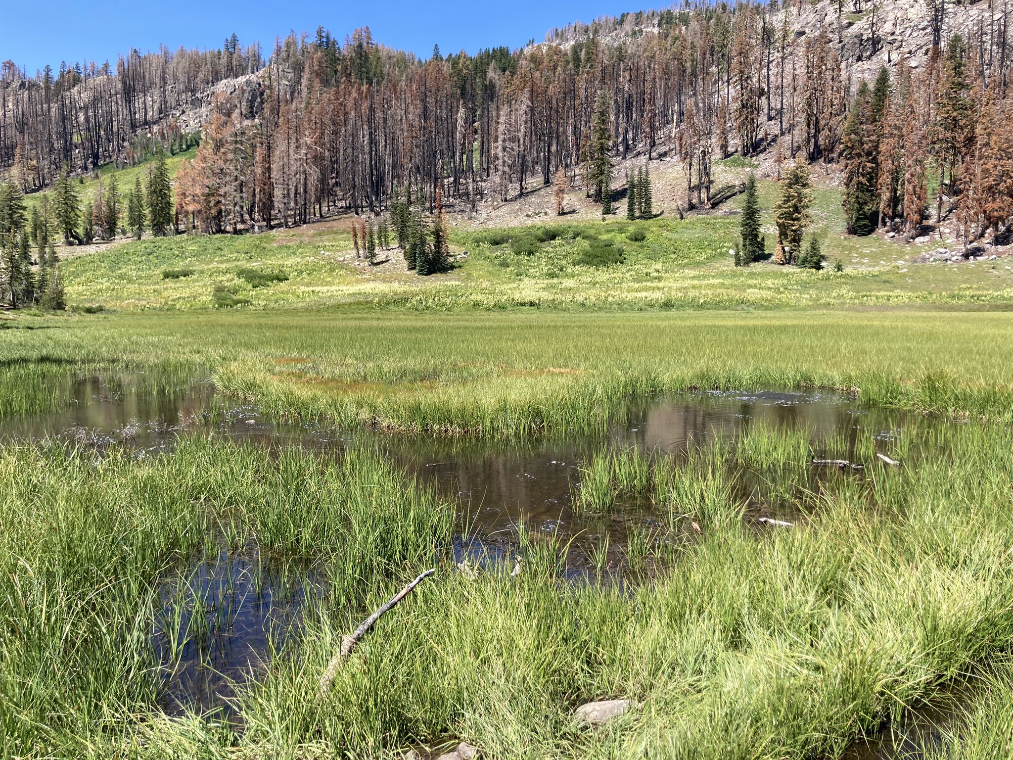 Grassy wetland with water, backed by a hillside of burnt and green trees. - Crumbaugh Lake Trail