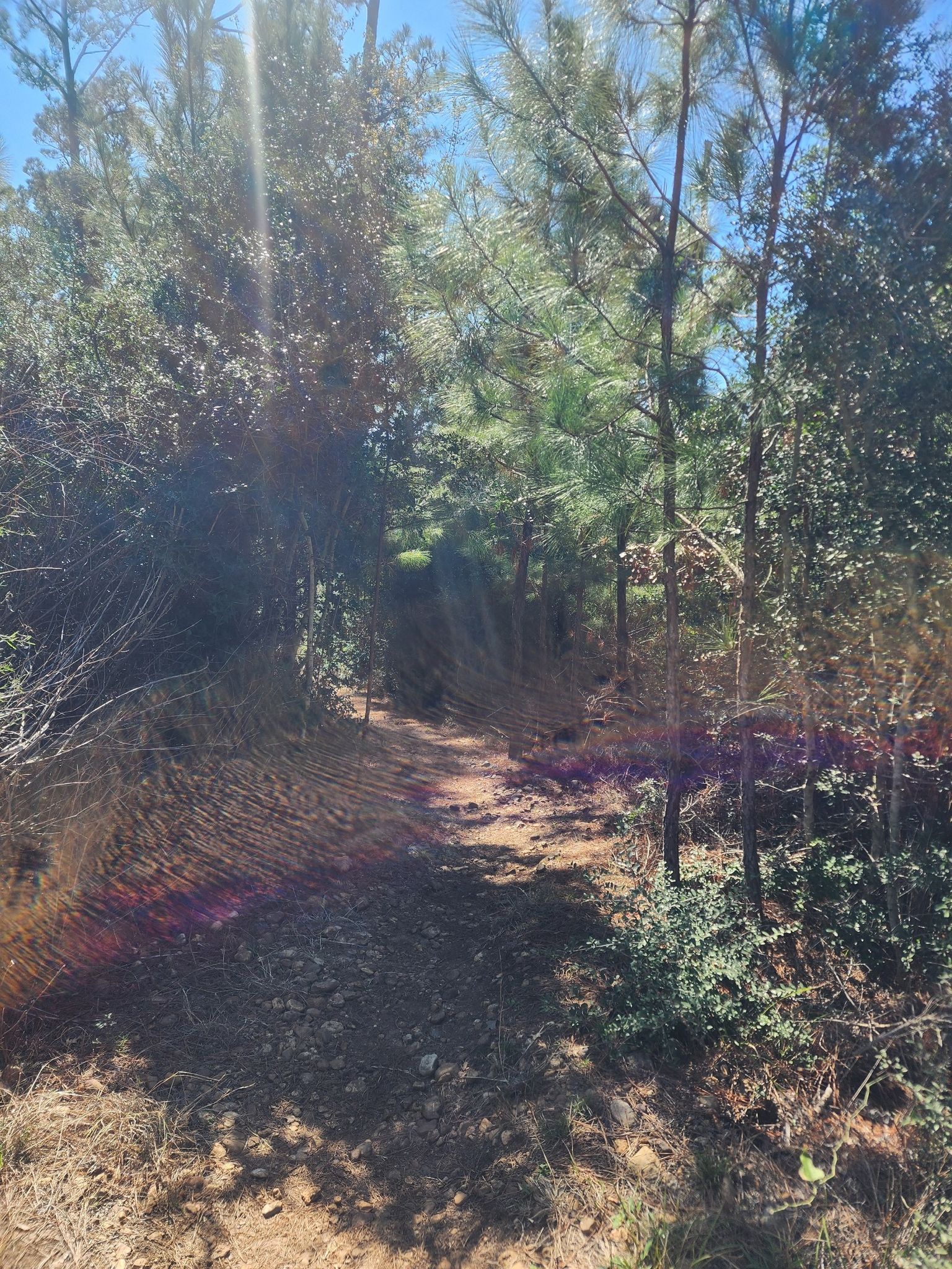 A sun-drenched forest path with bright lens flares and dense foliage. - Pine Gulch Trail: Barred Owl Loop