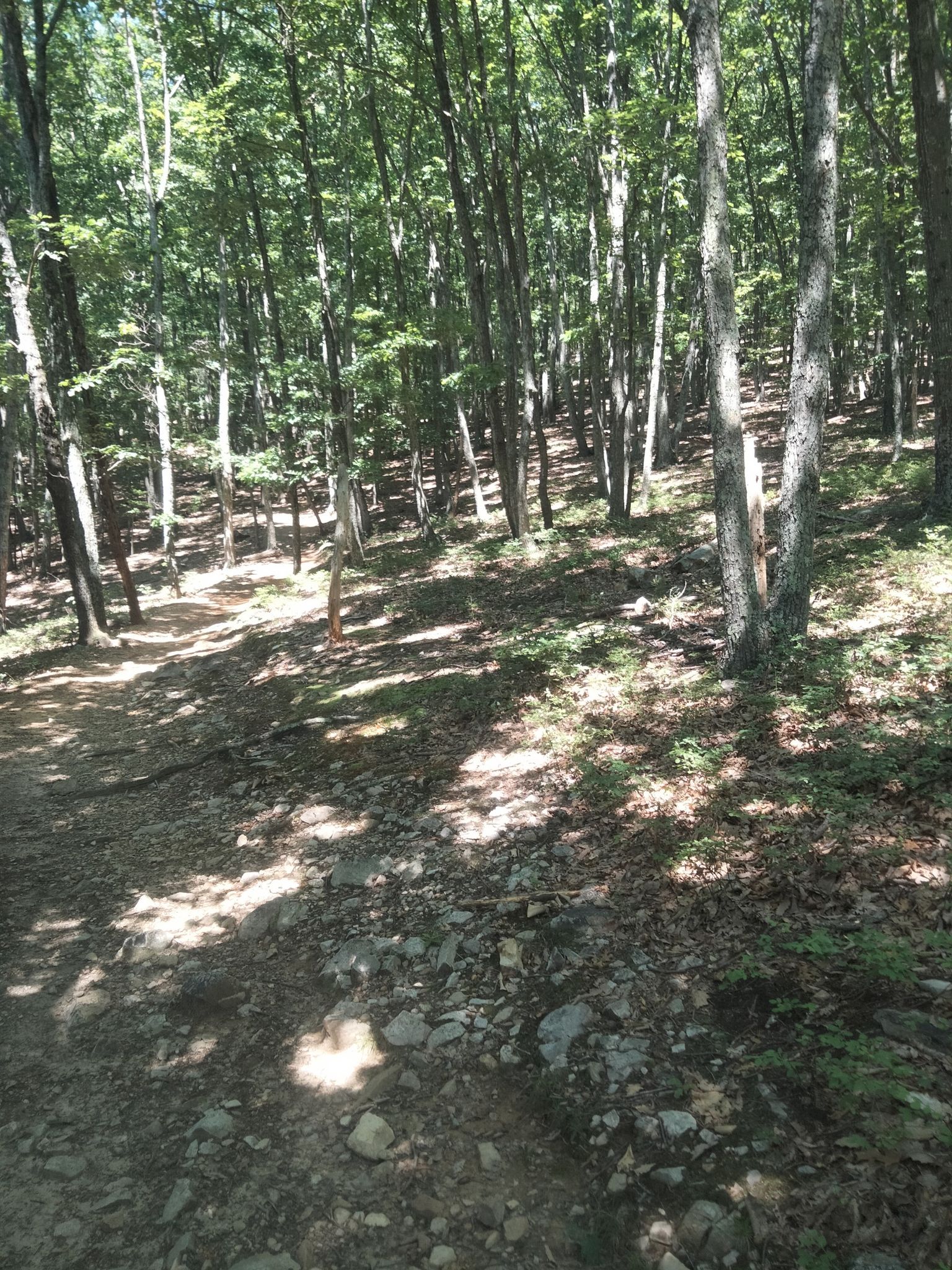 Sunlight filters through tall trees onto a rocky forest floor. - Mill Mountain loop from Carilion Roanoke Memorial Hospital