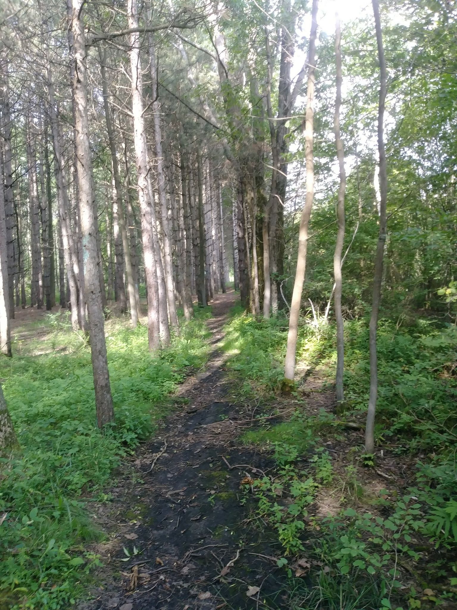 A dappled sunlight path winds through a dense, tall forest. - Ice Age Trail: Dunes Segment