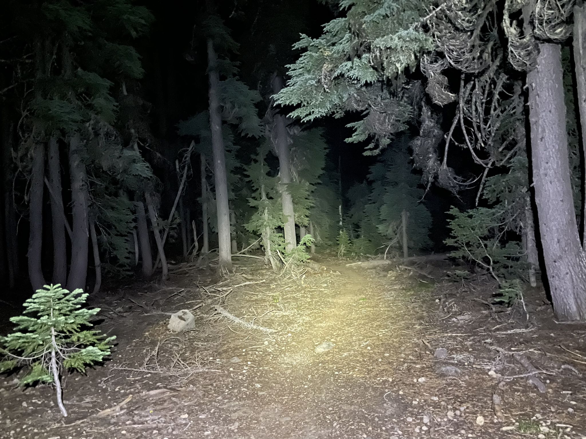 Dark forest path illuminated by a bright flashlight beam at night. - Dutton Creek Trail