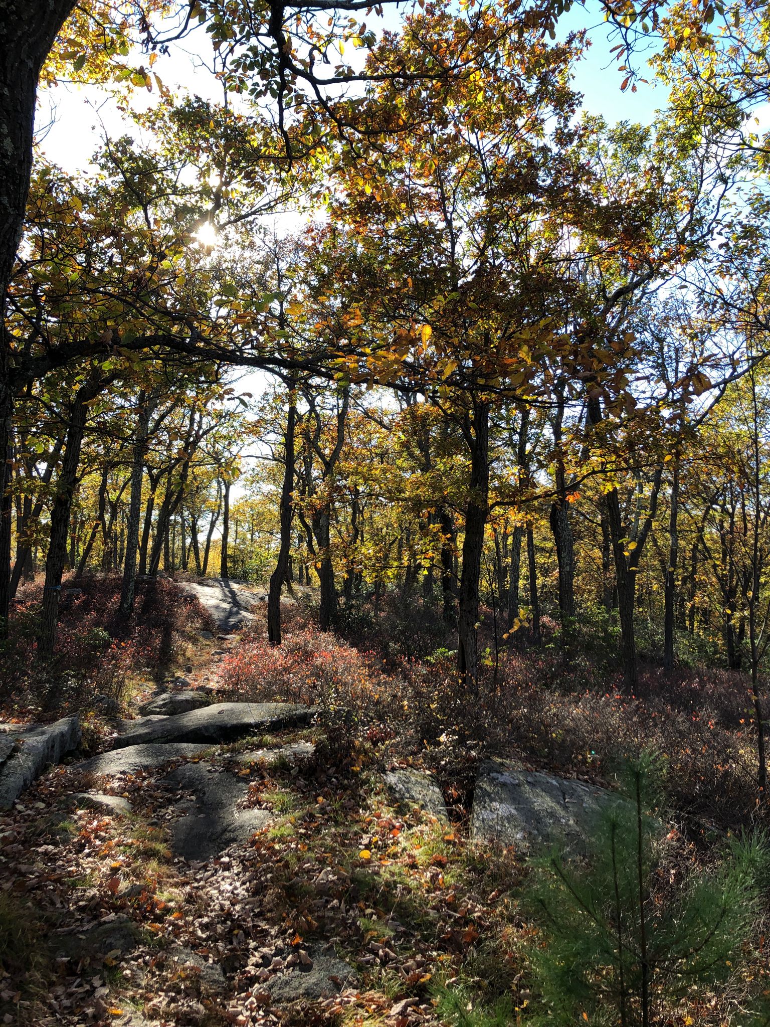 Rocky forest path with bright autumn foliage under dappled sunlight. - Silver Mine Lake Loop