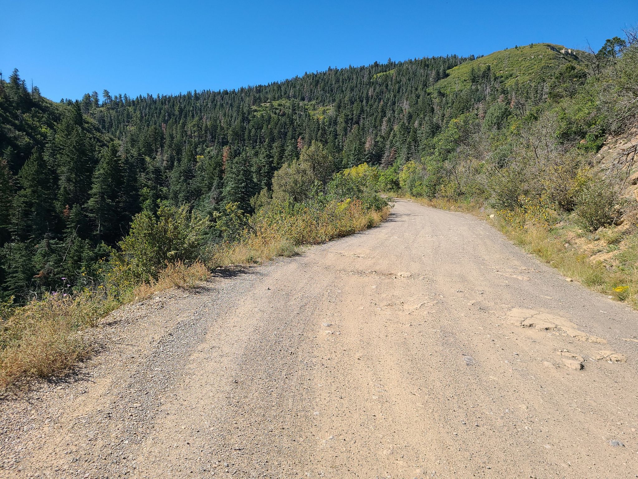 A wide dirt road ascends a forested hillside under a clear blue sky. - Sandia Crest loop