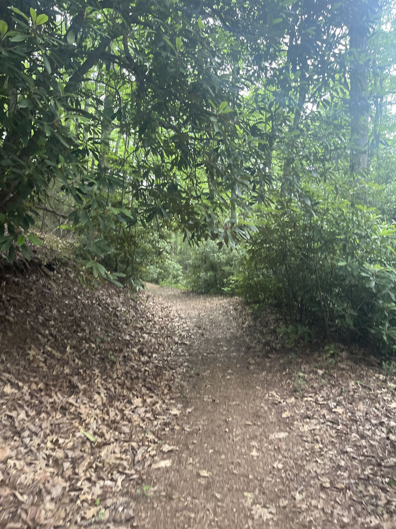 A leaf-covered dirt path winds through a dense, green forest under overcast light. - Truckwheel Mountain Loop From Sleepy Gap